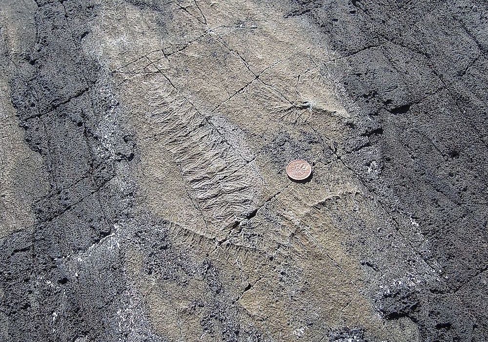 The Mistaken Point fossils.