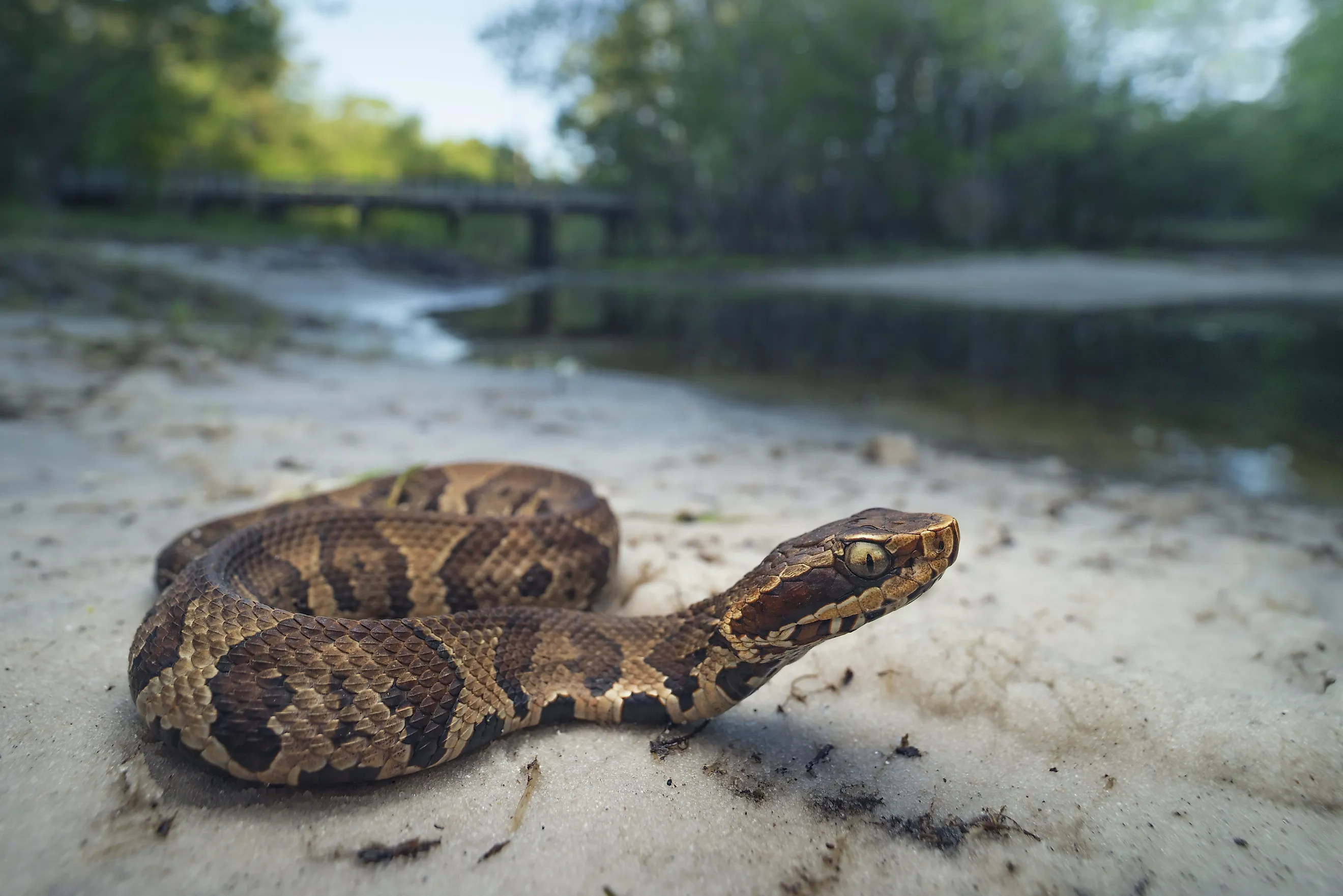 Wild juvenile cottonmouth (Agkistrodon piscivorus)