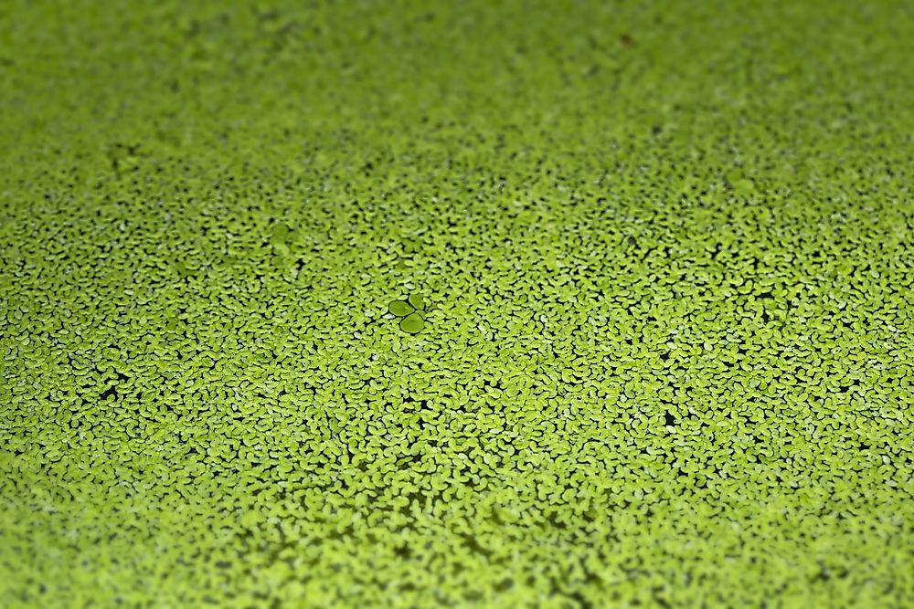 Wolffia seeds.