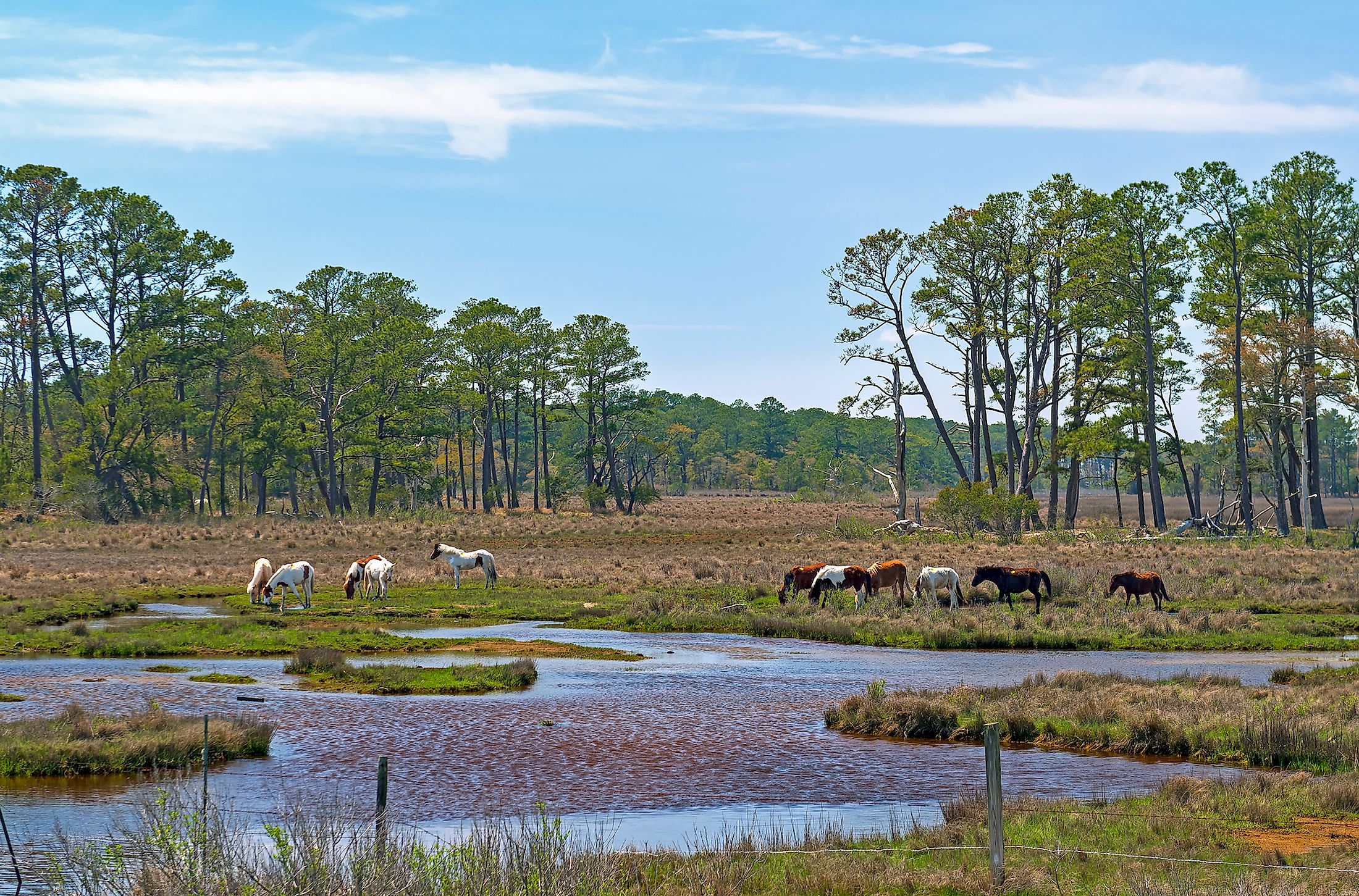 Wild Ponies Feeding in a Wetland in the Chincoteague Wildlife Refuge in Assateague Island, Virginia