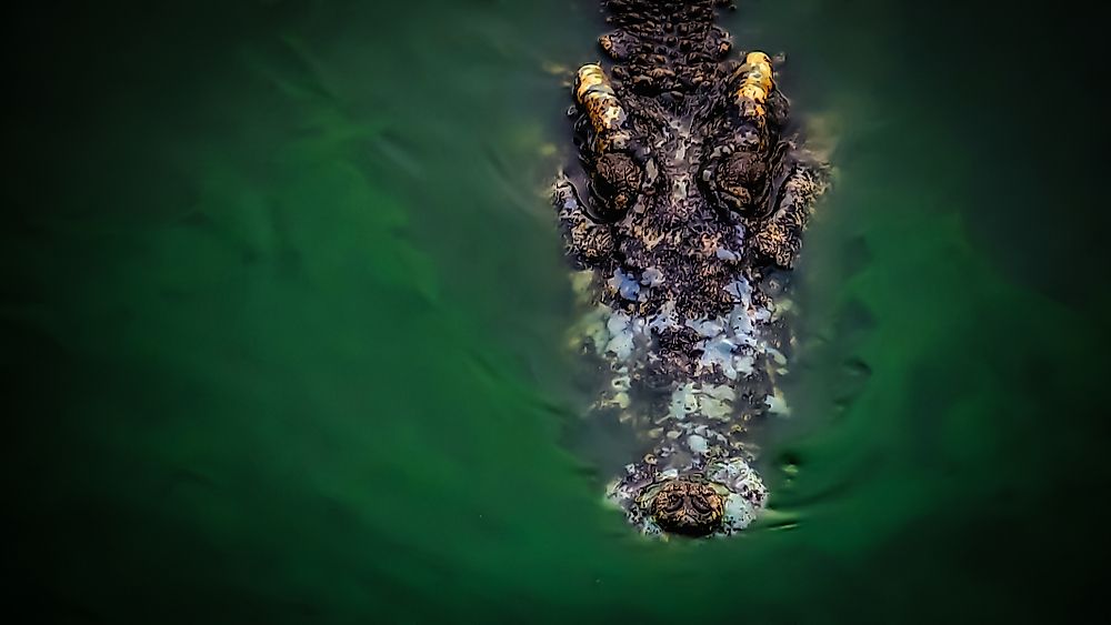 The crocodile is an example of an animal that begins with C.
