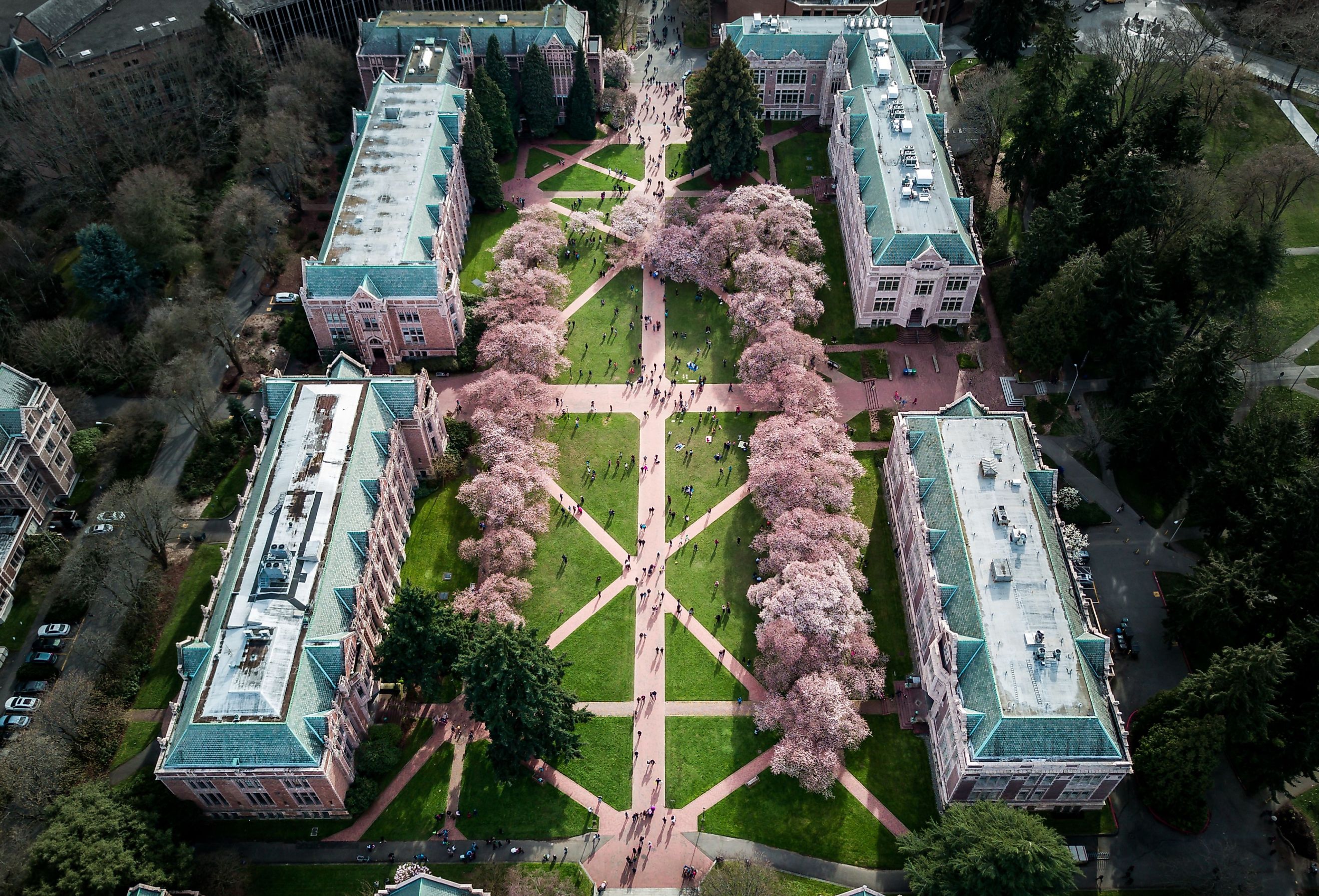 Aerial view of cherry blossoms on University of Washington campus in Seattle, USA.