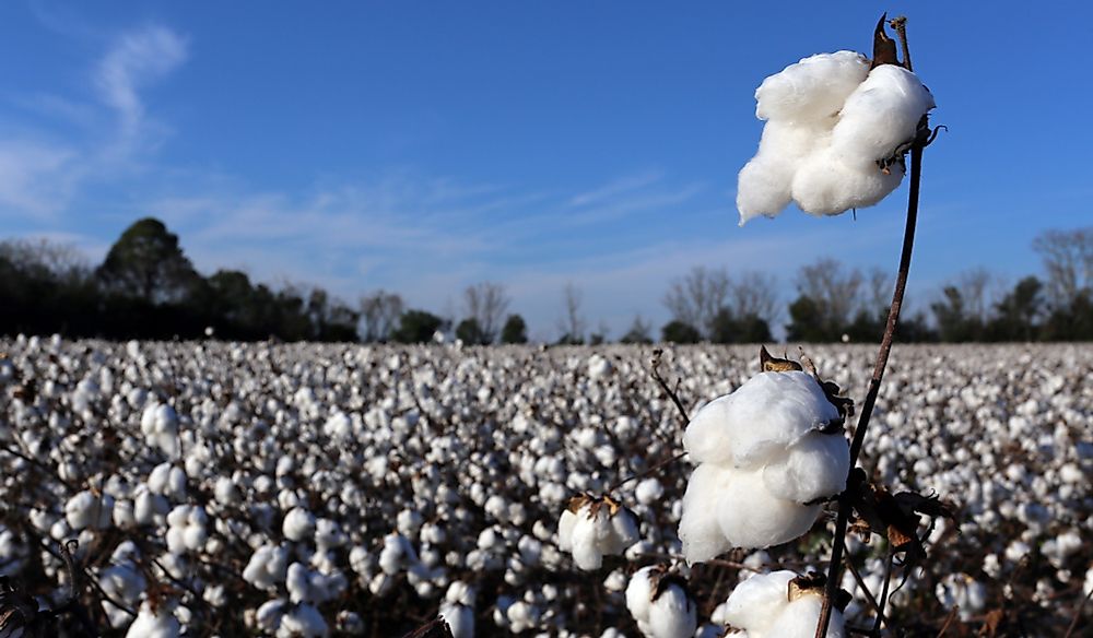 Cotton field in the southern United States.