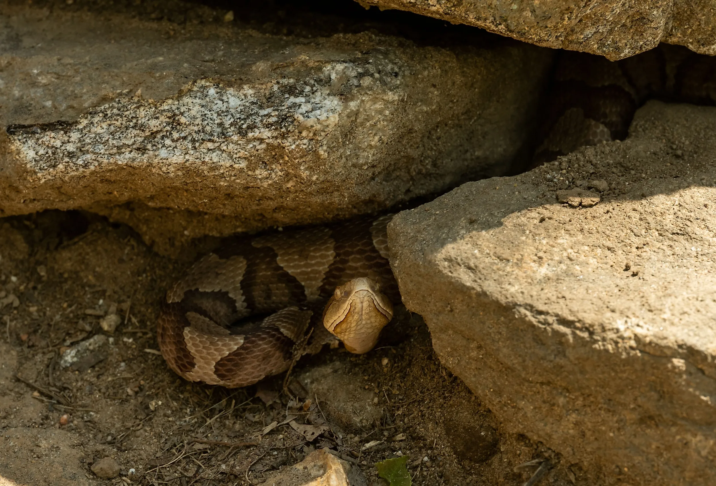 A grumpy Copperhead Snake hides under rocks along the Appalachian Trail, Georgia. 