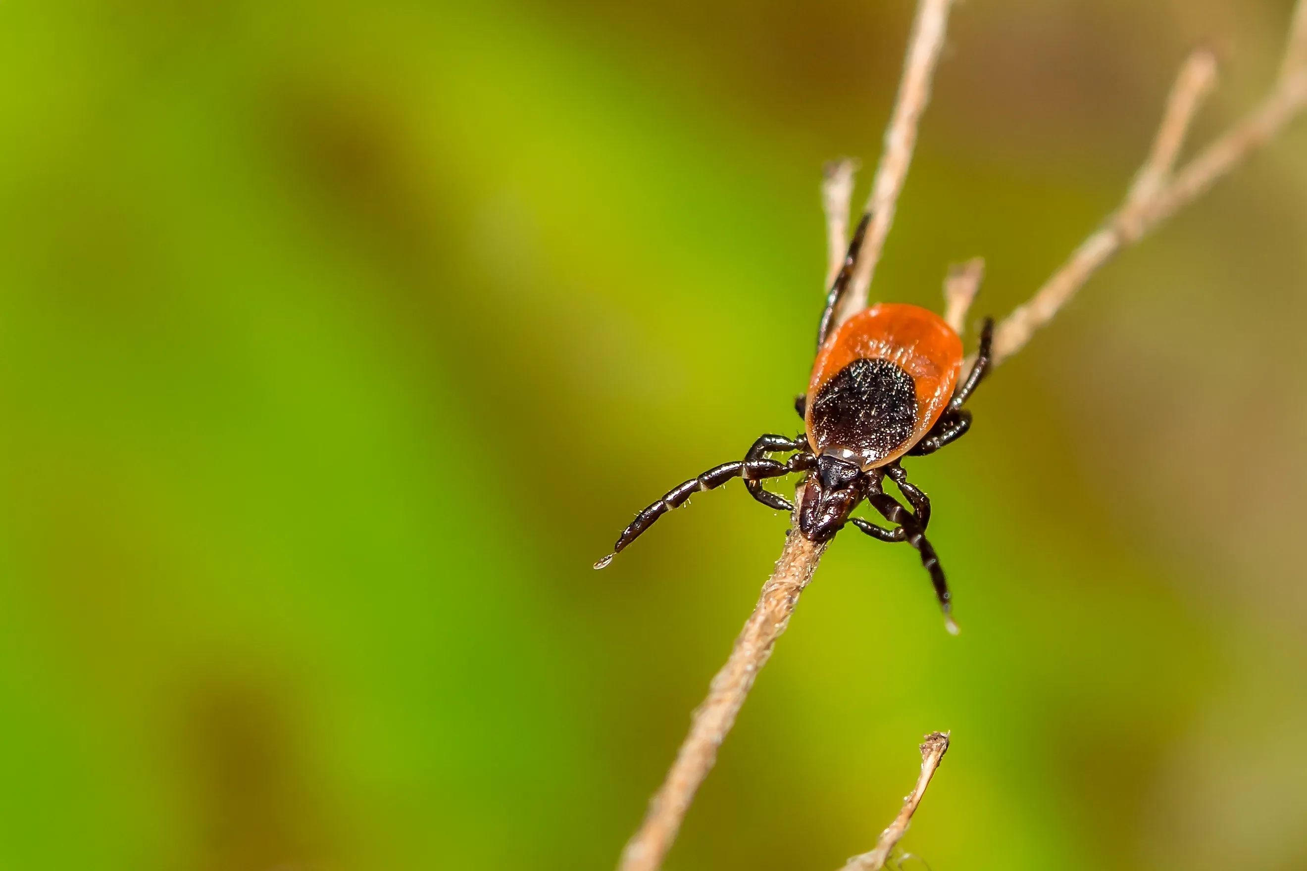 A black-legged tick, also known as a deer tick. 