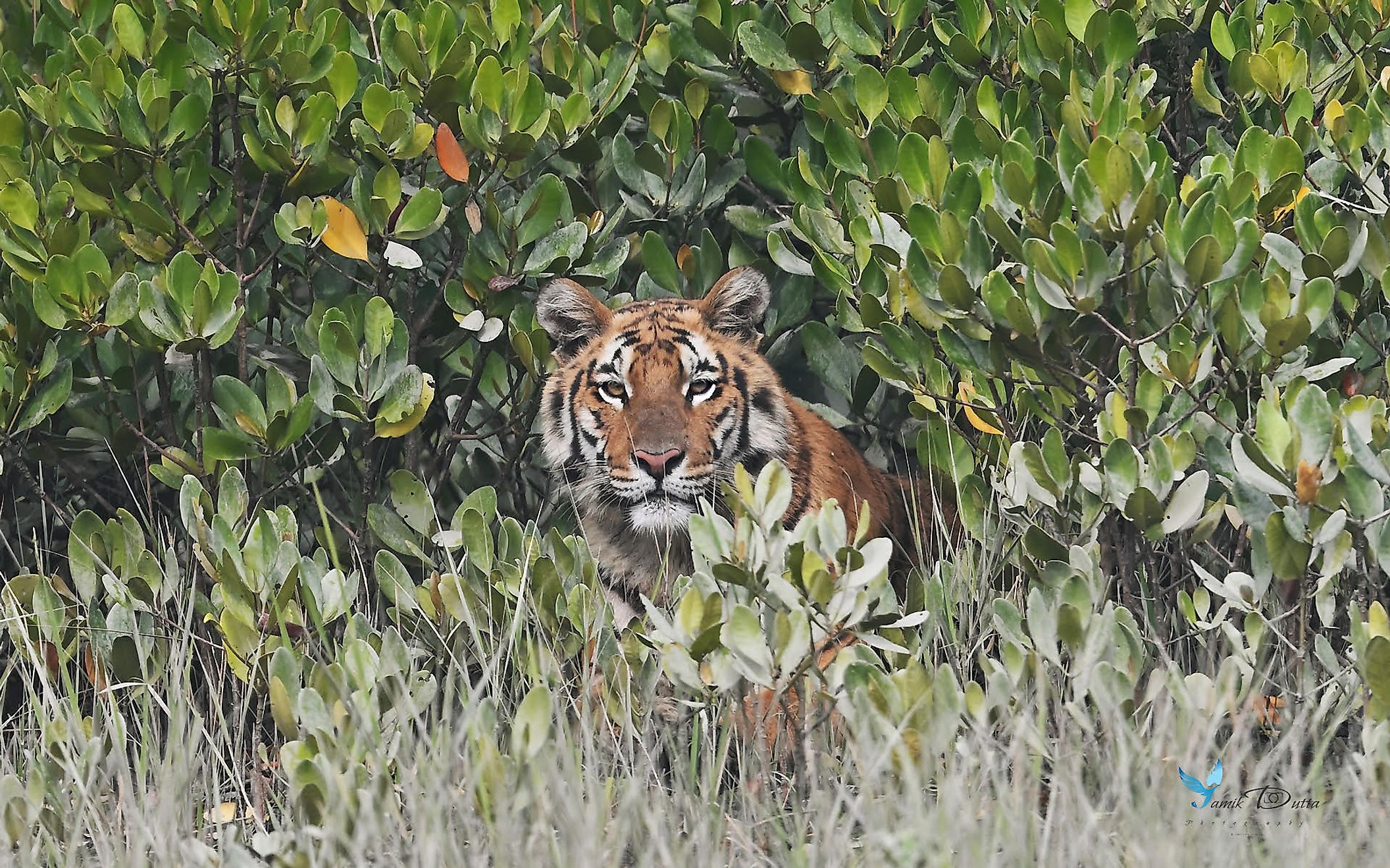 The Sundarbans tiger. Image credit: Samik Dutta