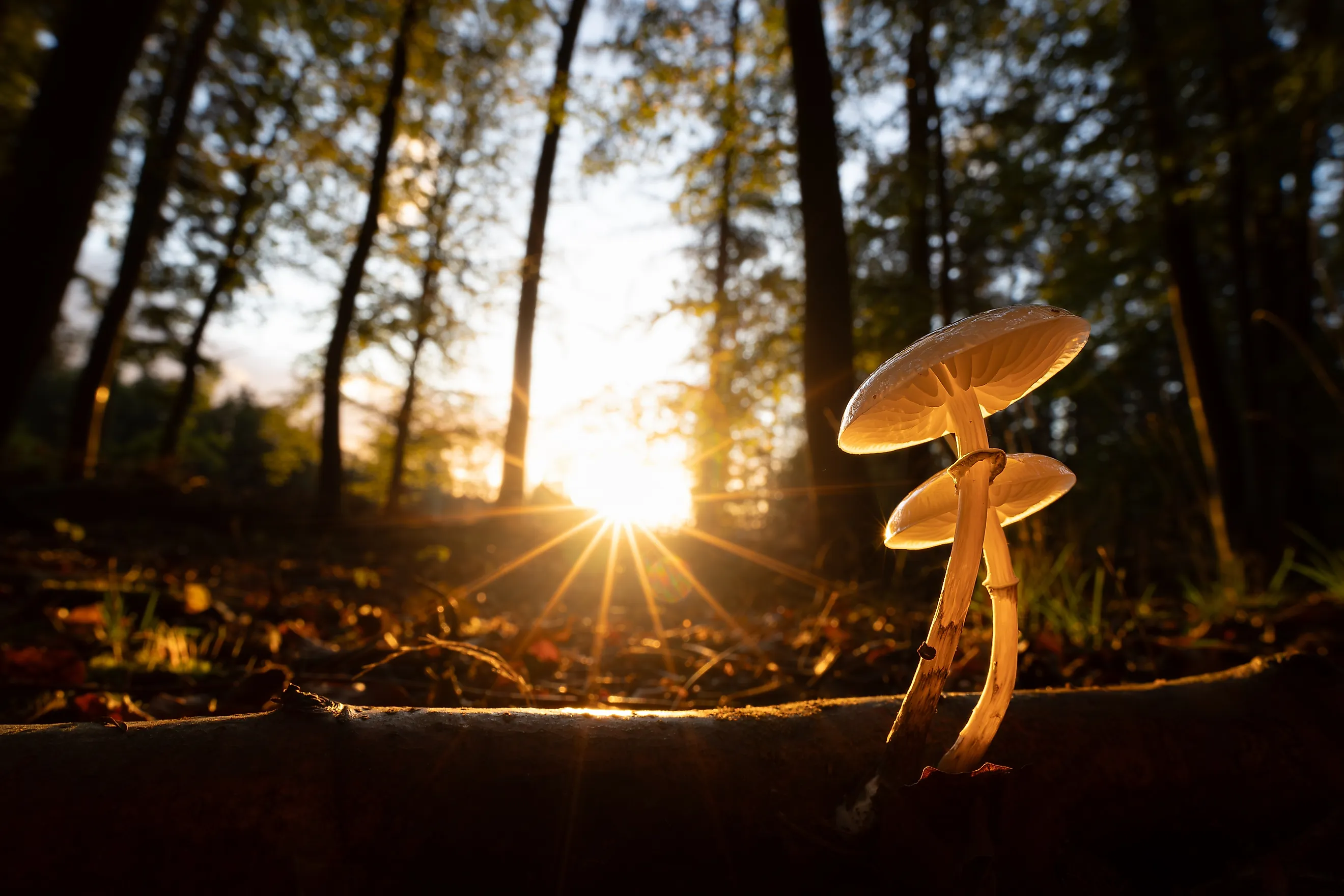 Mushrooms, nature's vibrant fungi. 