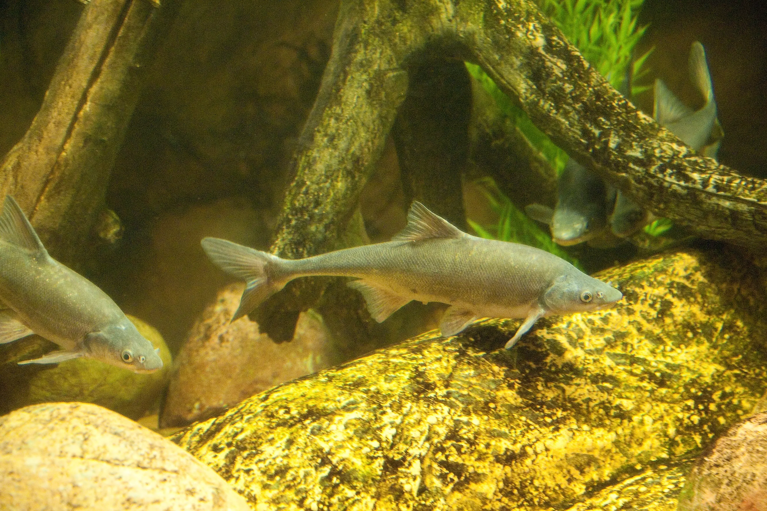 Freshwater Silver Carp Fish swimming