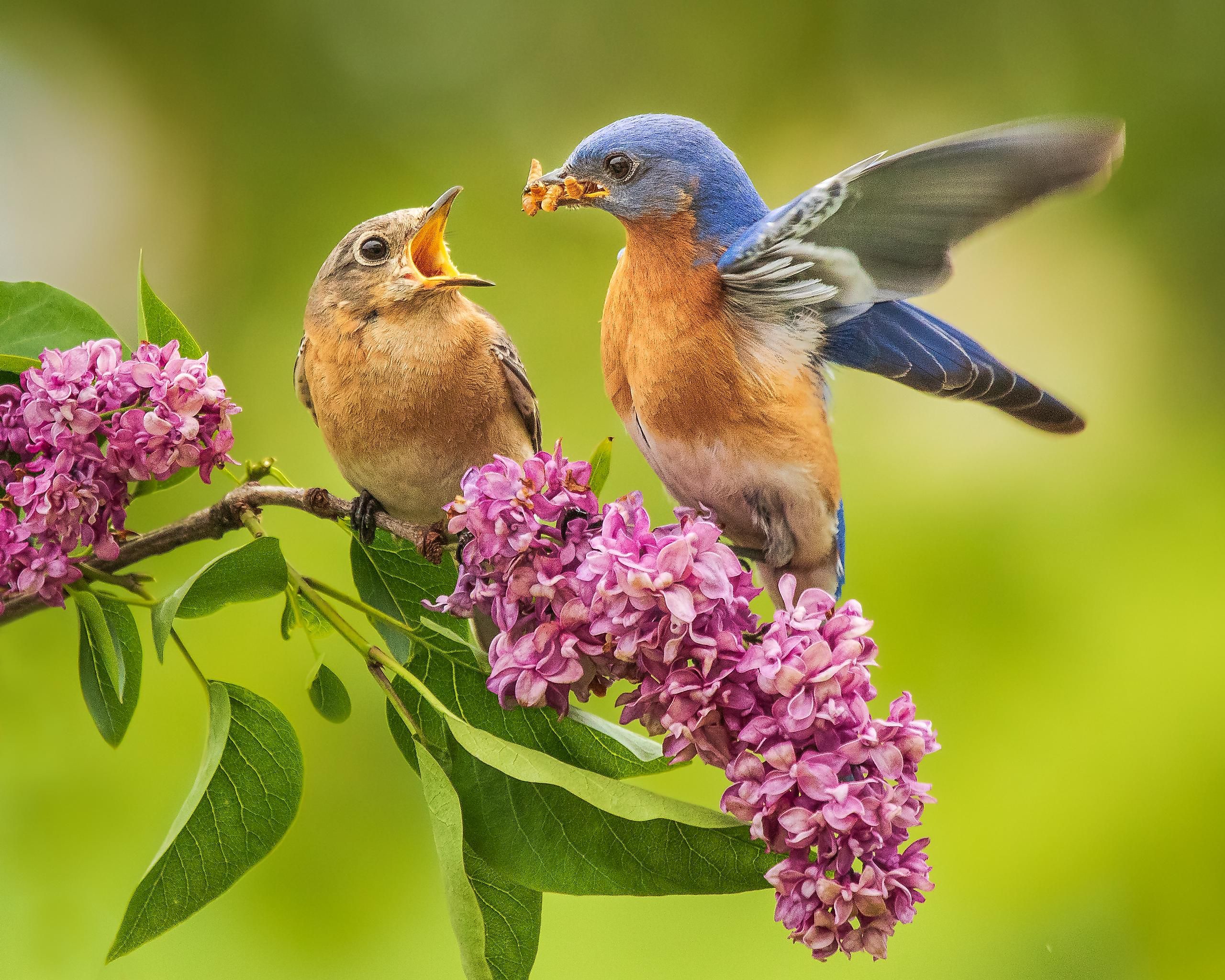 Eastern bluebird mating pair.