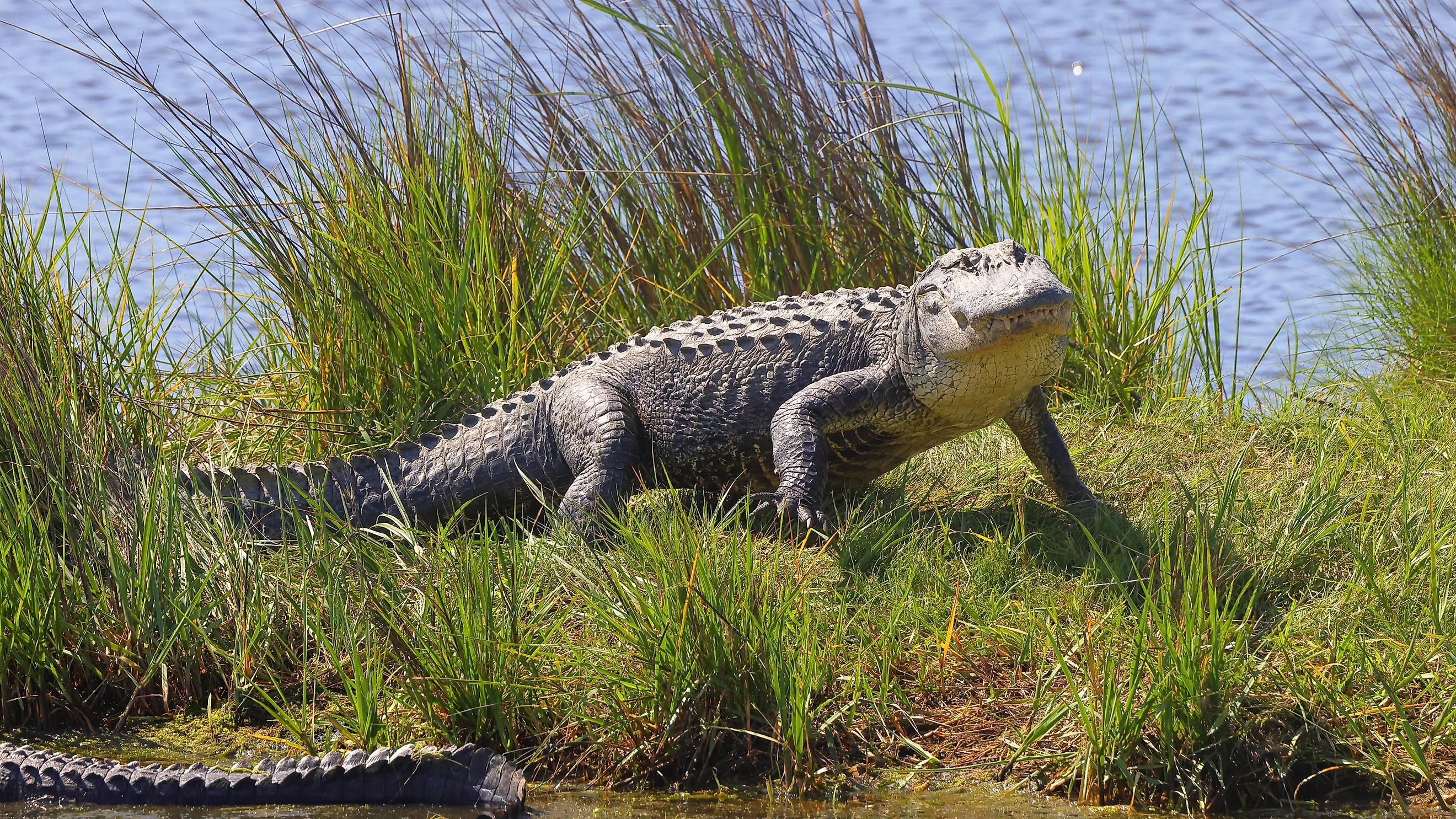 An alligator strolling through grass near water.