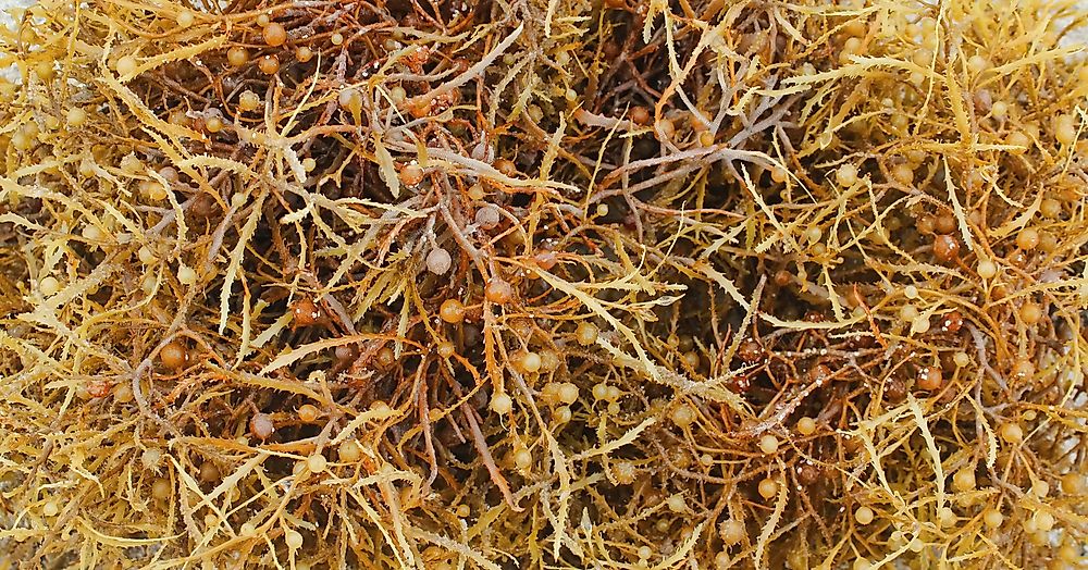 The Sargasso Sea is known for its distinctive brown Sargassum seaweed.
