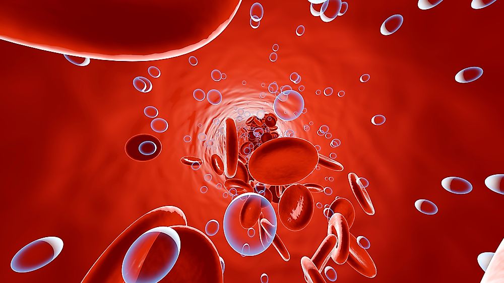 The red blood cells in our body have a rather short life period of only 120 days, which means we need them to renew, so we can continue, well, being alive.