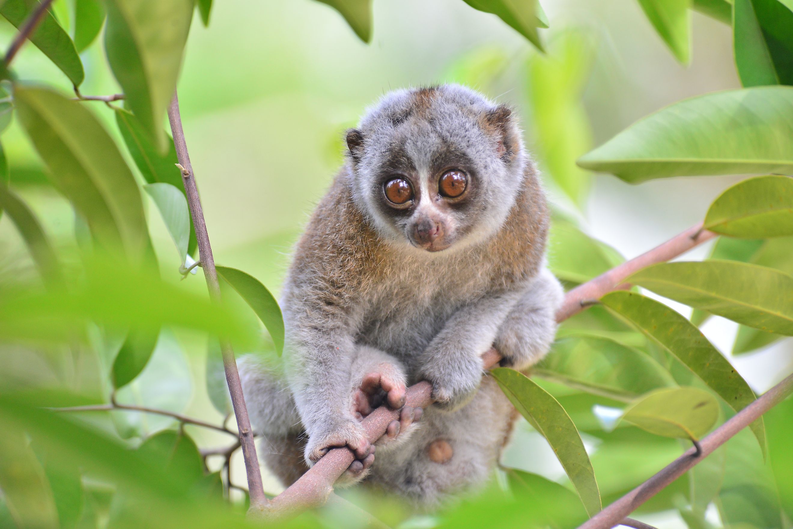 A slow loris on a tree branch.