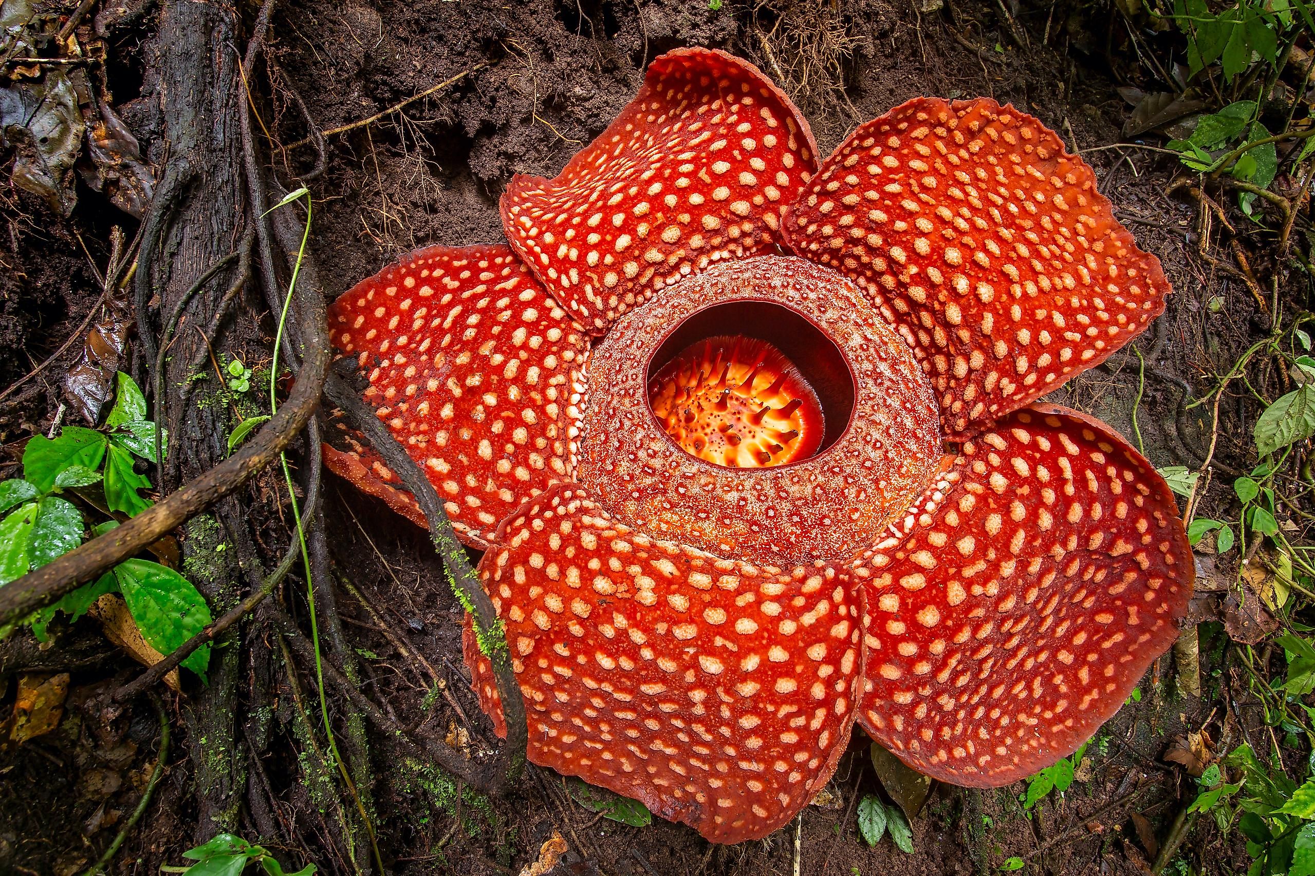 This flower is also known as the Stinking Corpse Lily.