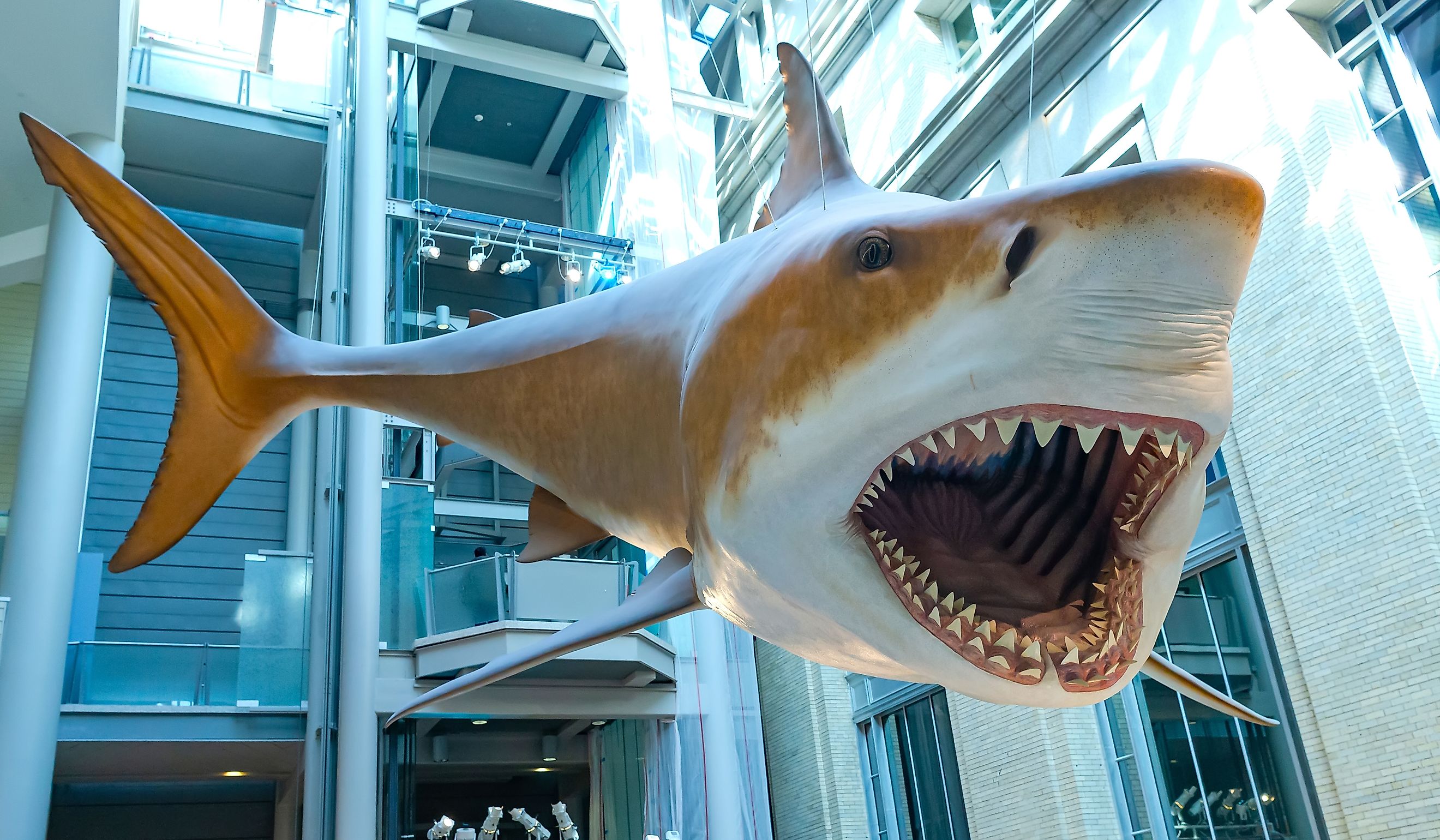 Giant megalodon shark from prehistoric times is on display at the Smithsonian Institution's National Museum of Natural History in Washington, DC. Editorial credit: Kosoff / Shutterstock.com