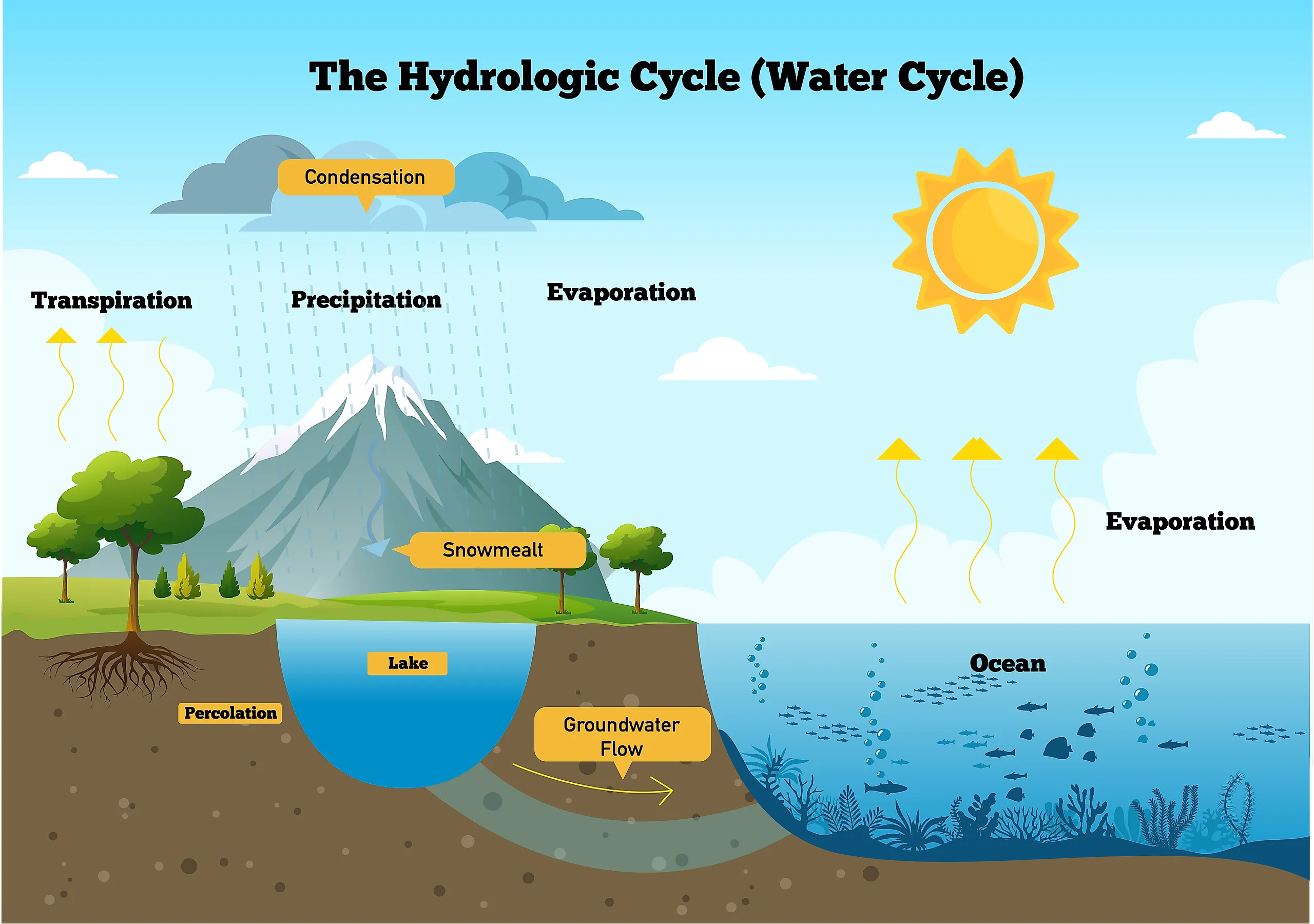 The water cycle.