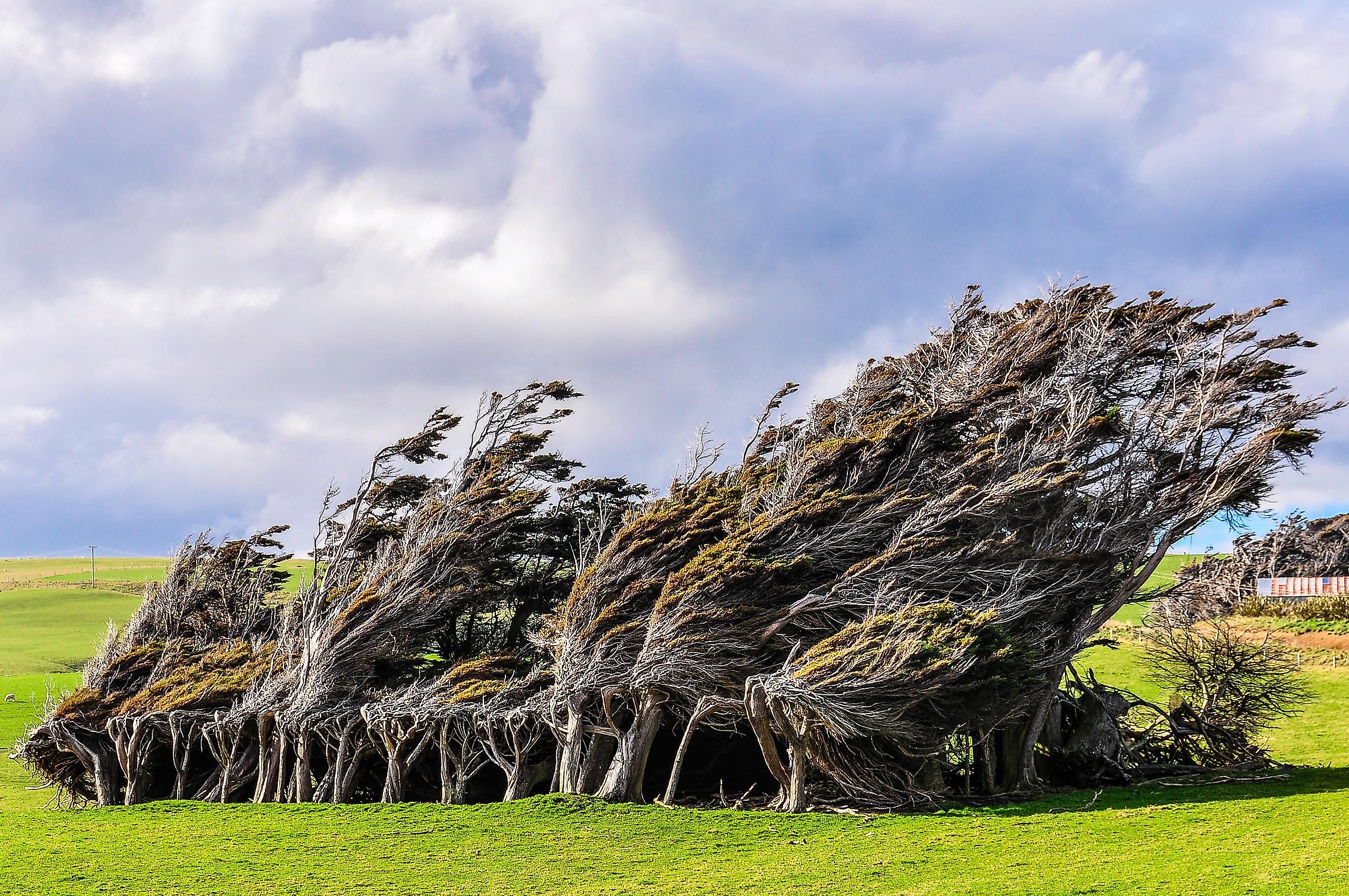 Slope Point is the southernmost point of New Zealand, and what is interesting about this place is the trees.