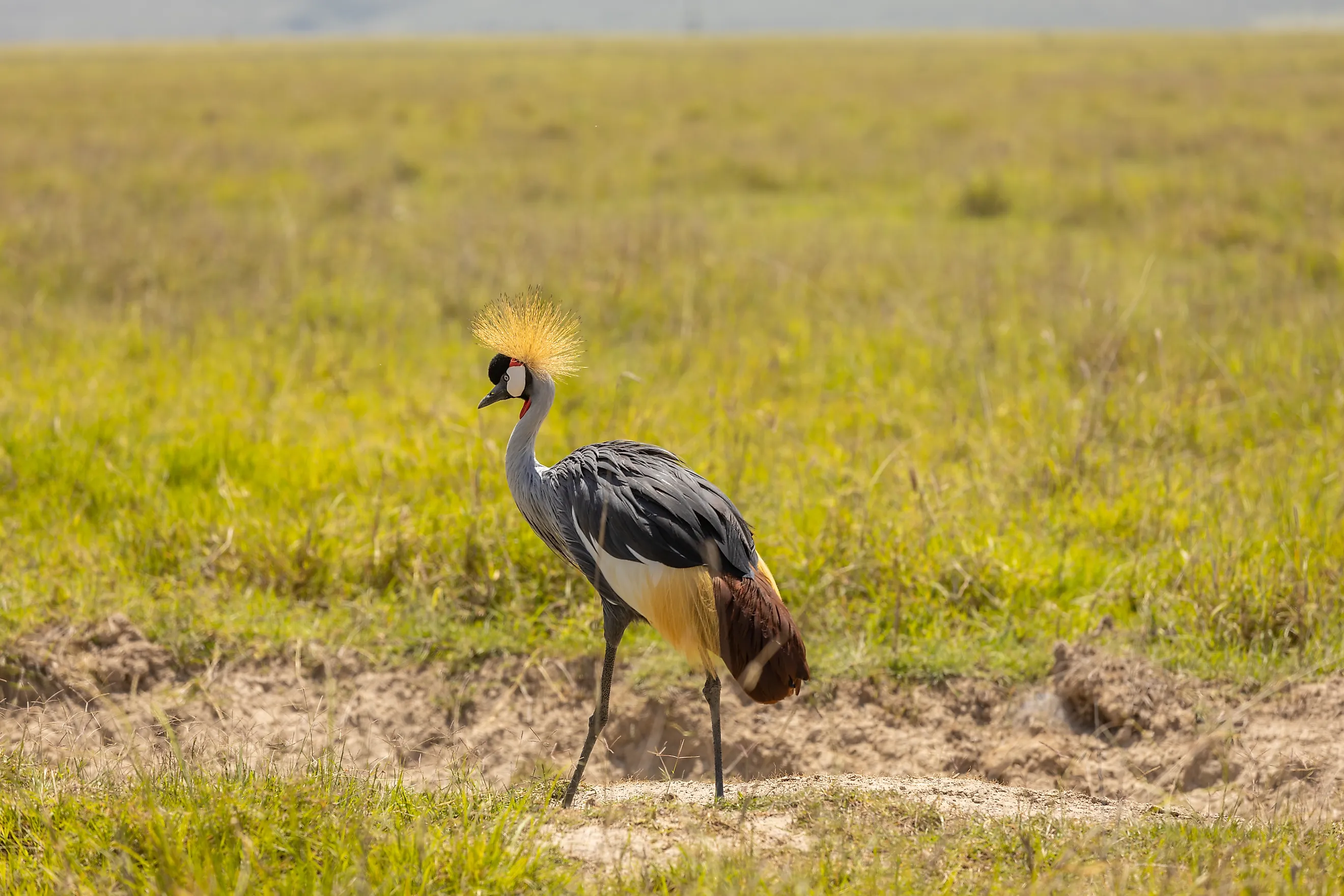 Whooping Crane standing in shallow wetland water with long legs