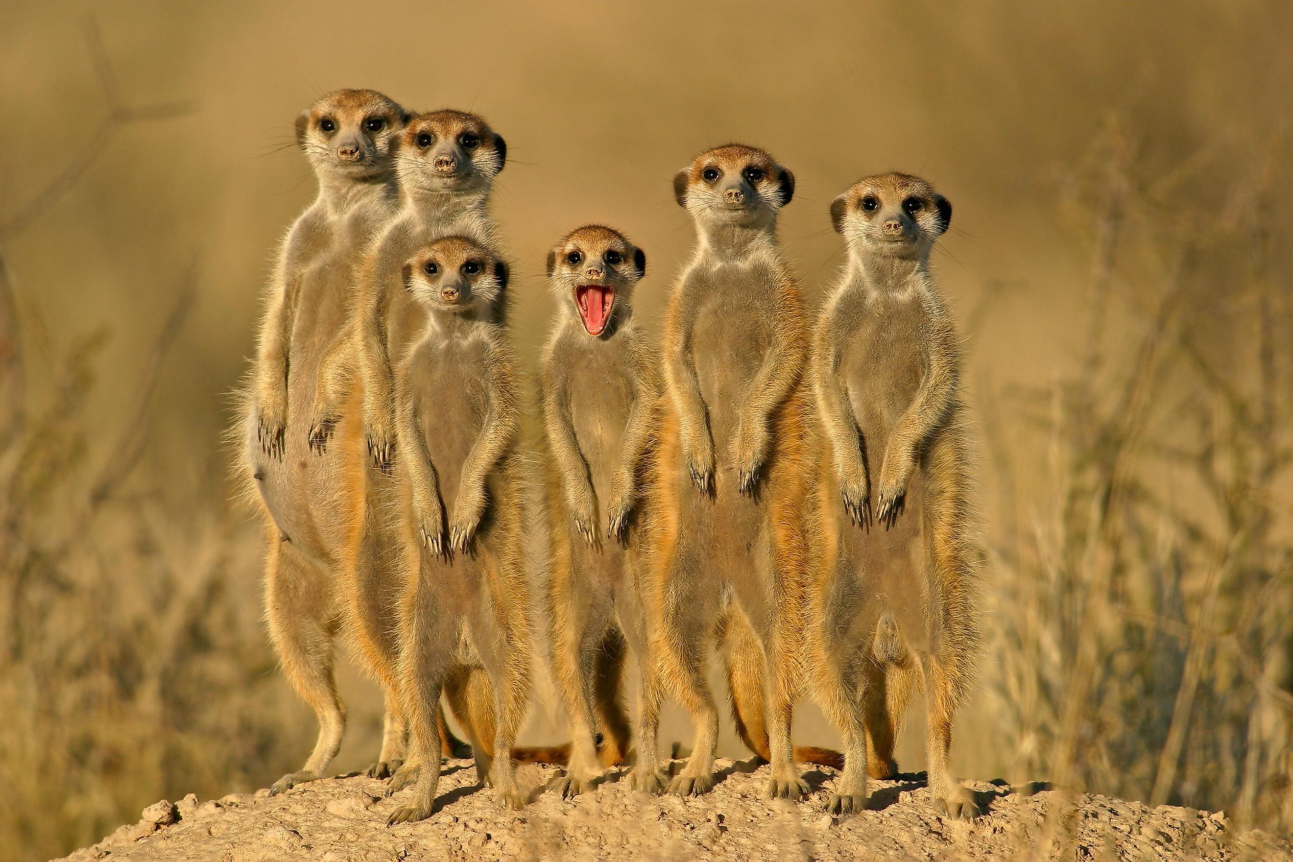 A mod of meerkats in the Kalahari Desert.