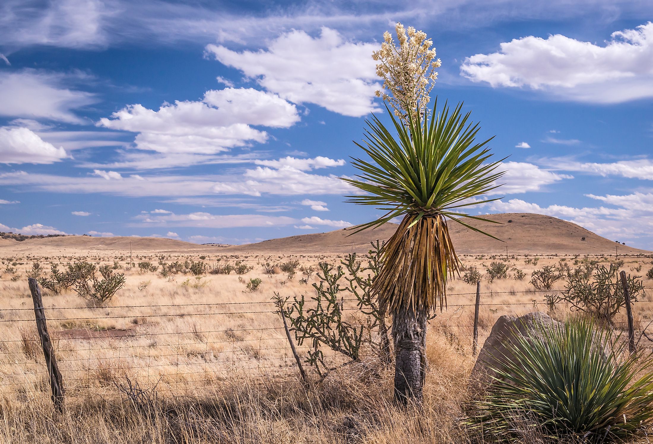Yuca blooms in the Chihuahuan desert of Texas.