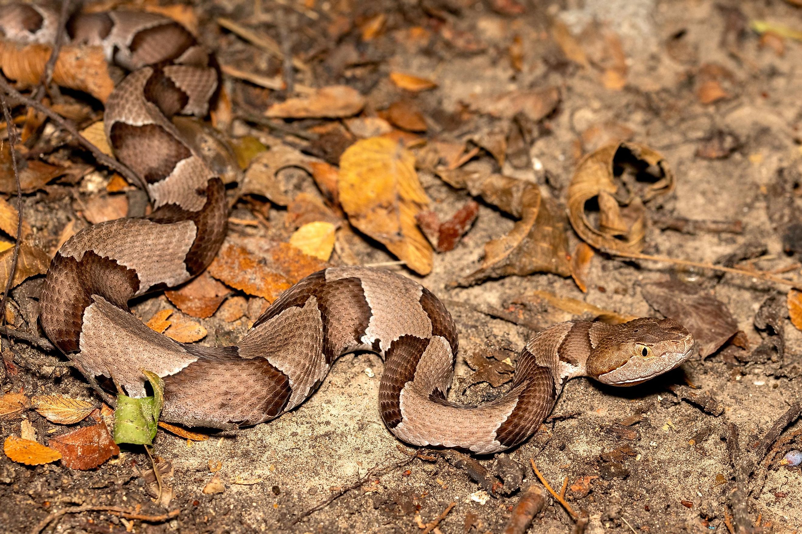 An eastern copperhead in the leaf litter.