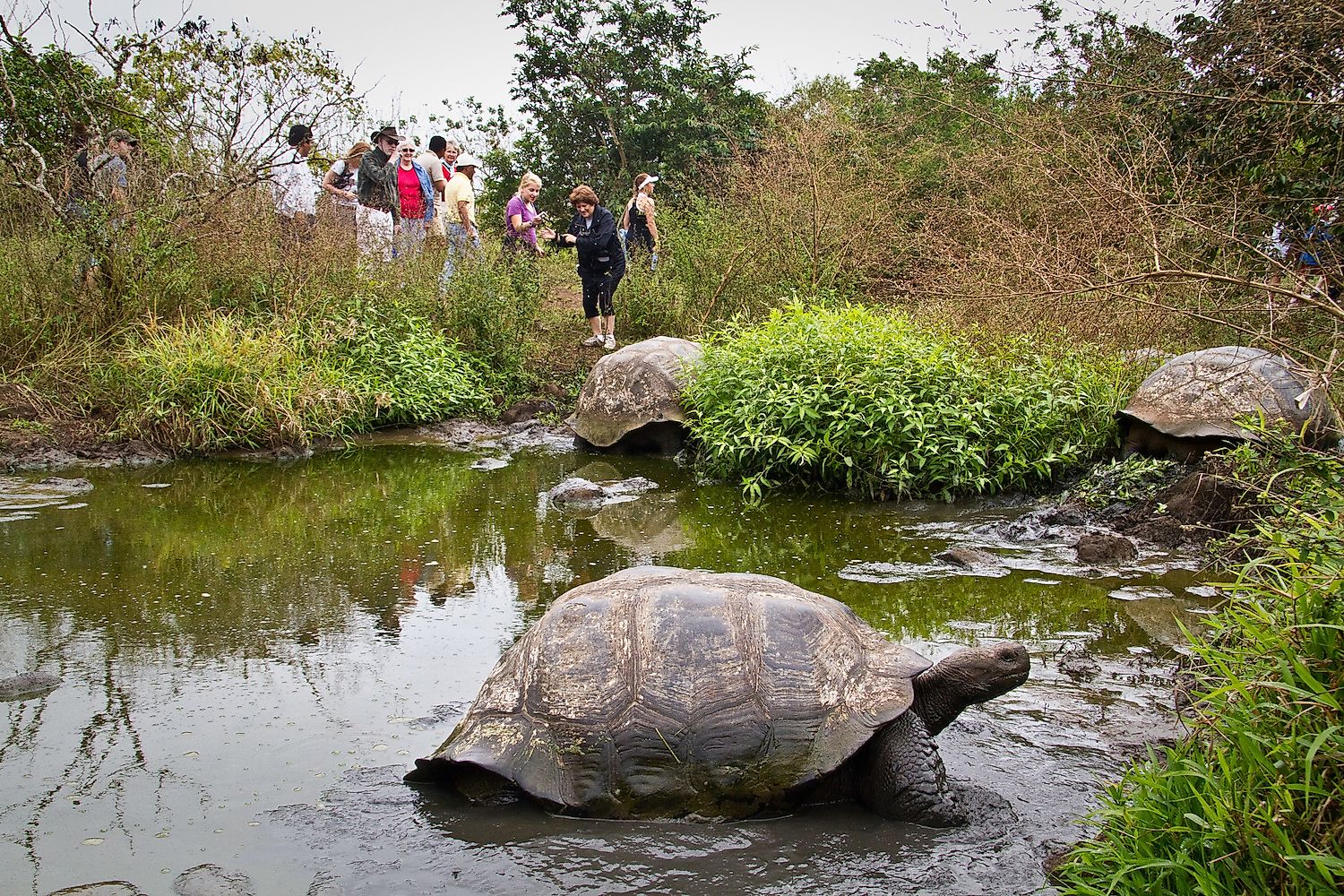 Galapagos giant tortoises being observed by tourists. Image credit: Fotos593/Shutterstock.com