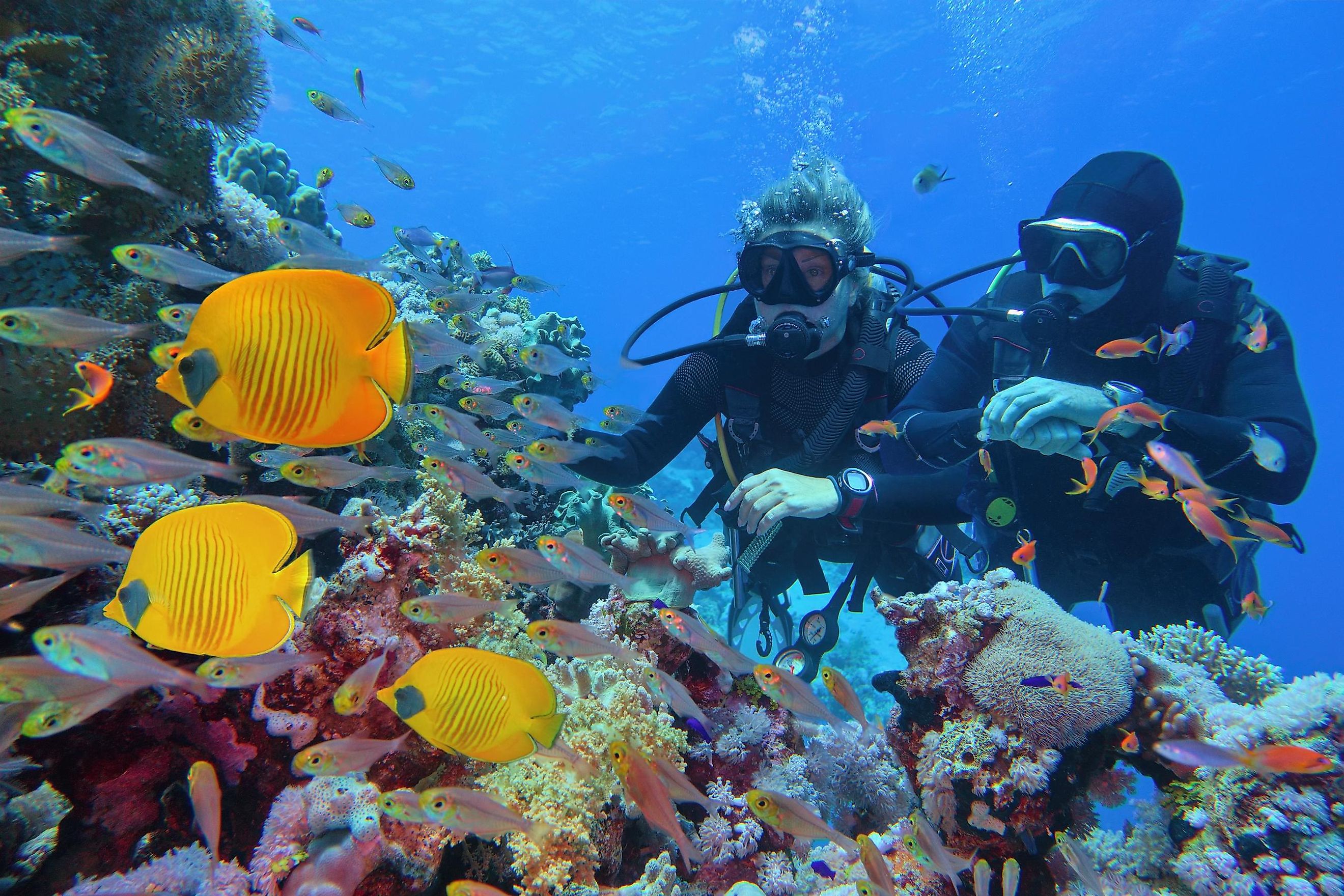Divers exploring the rich marine life of a coral reef in the Red Sea.