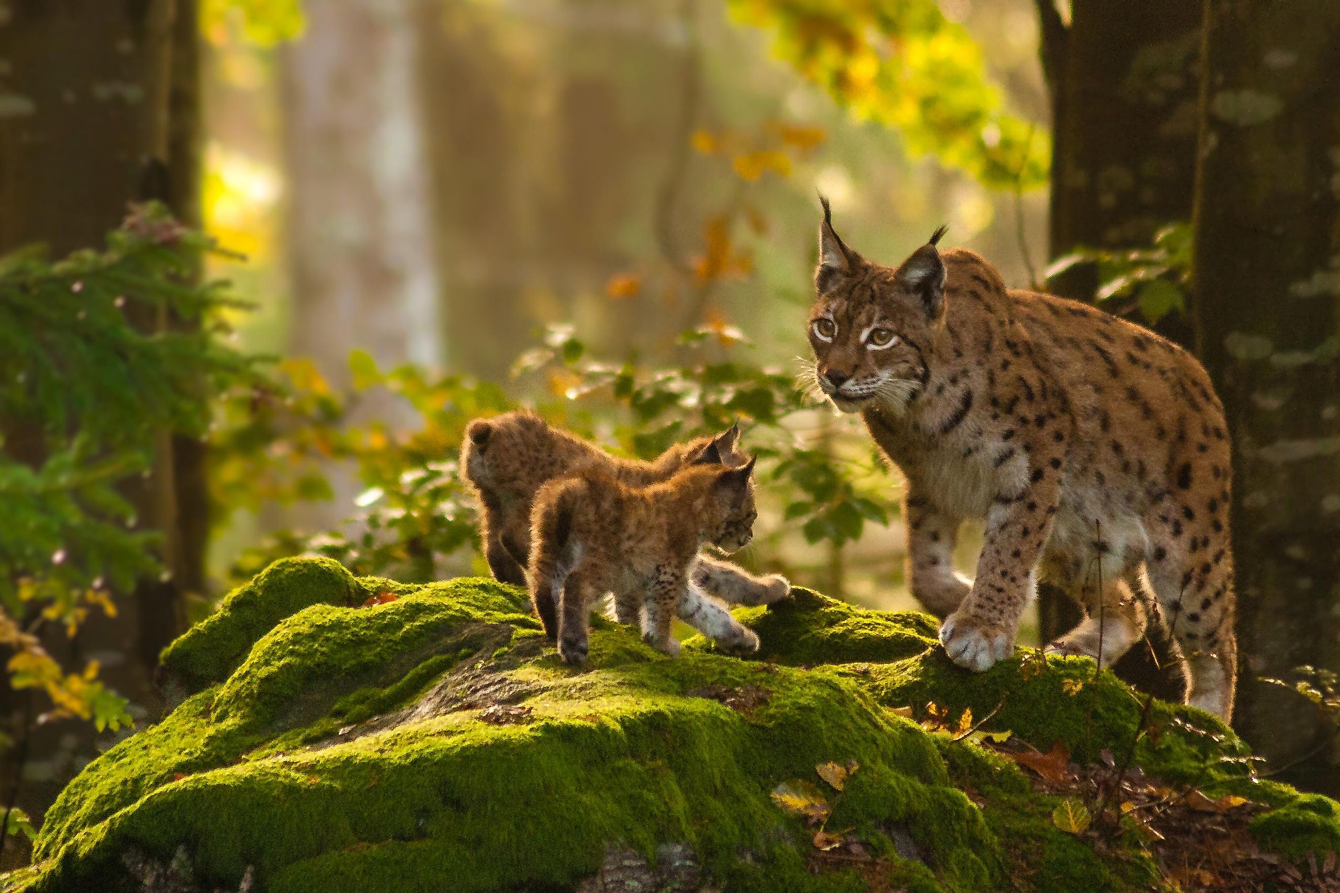 Lynx with its kittens.