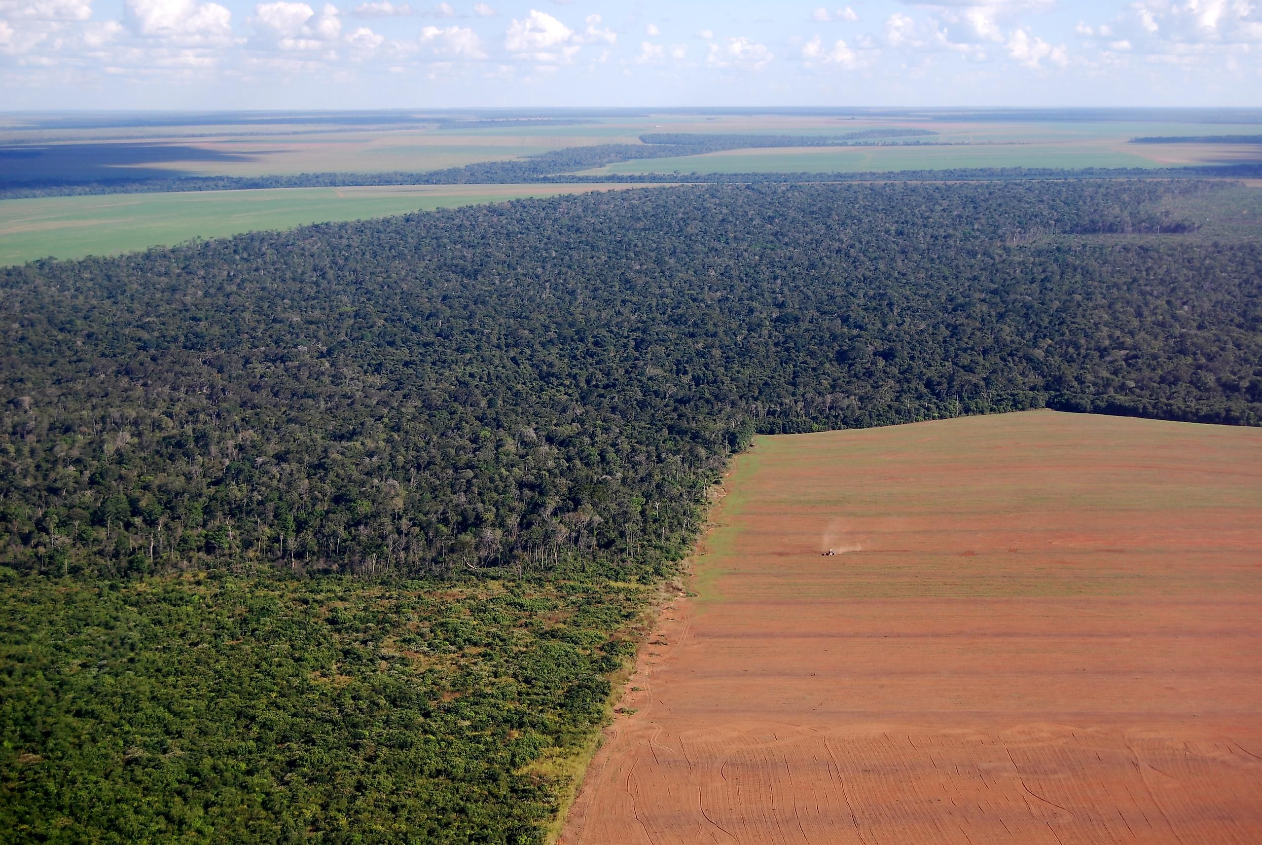 Thousands of miles of Amazon rainforest are being destroyed for agricultural use.