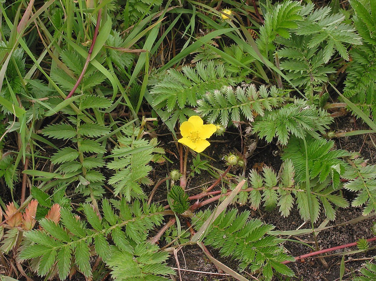 Common Silverweed (Argentina anserina) picture showing red stolons. Image credit: Rasbak/Wikimedia.org