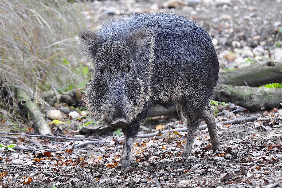 The Chacoan peccary or tagua (Catagonus wagneri) is the last extant species of the genus Catagonus. Image credit: Milan Rybar/Shutterstock.com