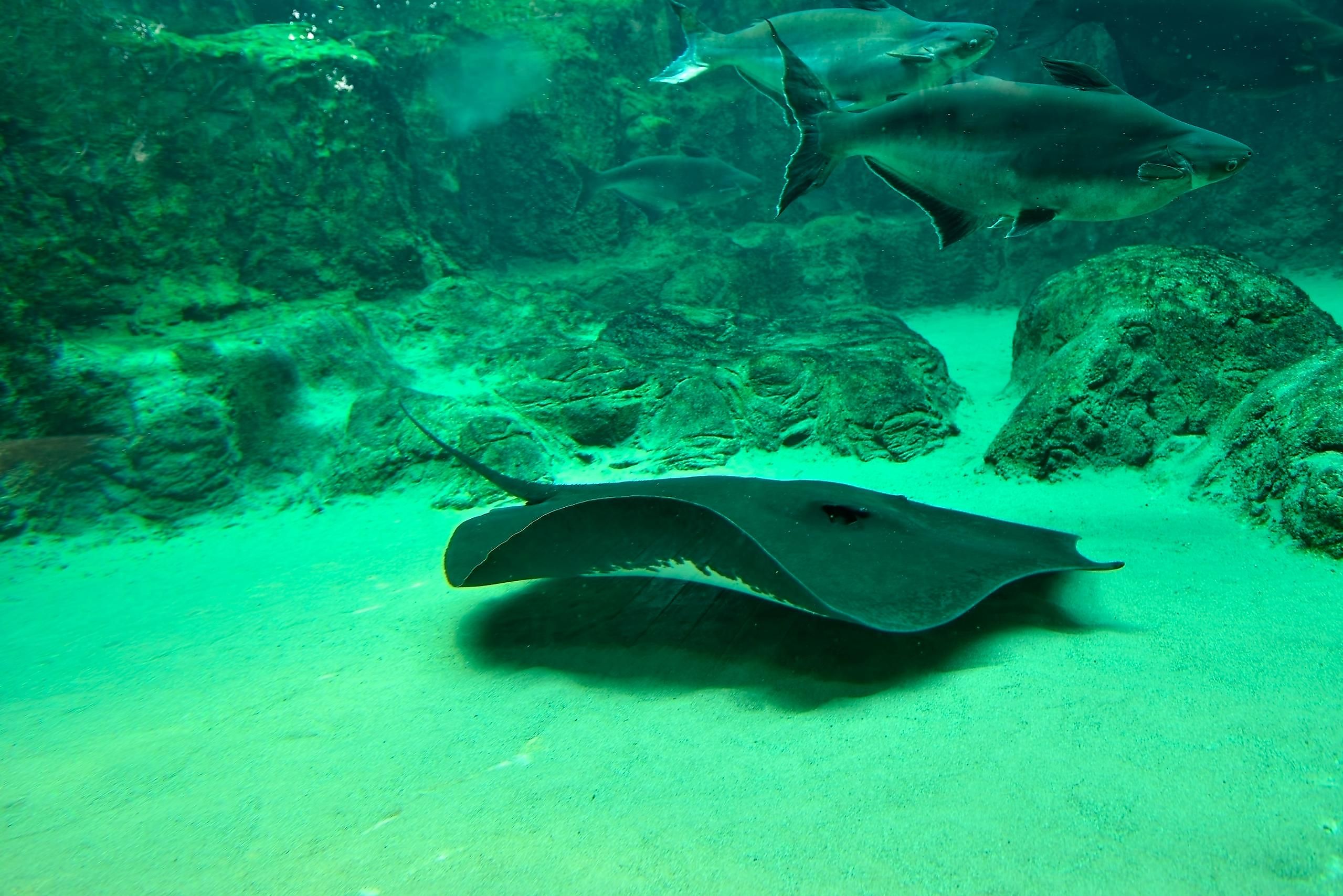 The giant freshwater stingray is considered to be one of the biggest freshwater fishes in the world.
