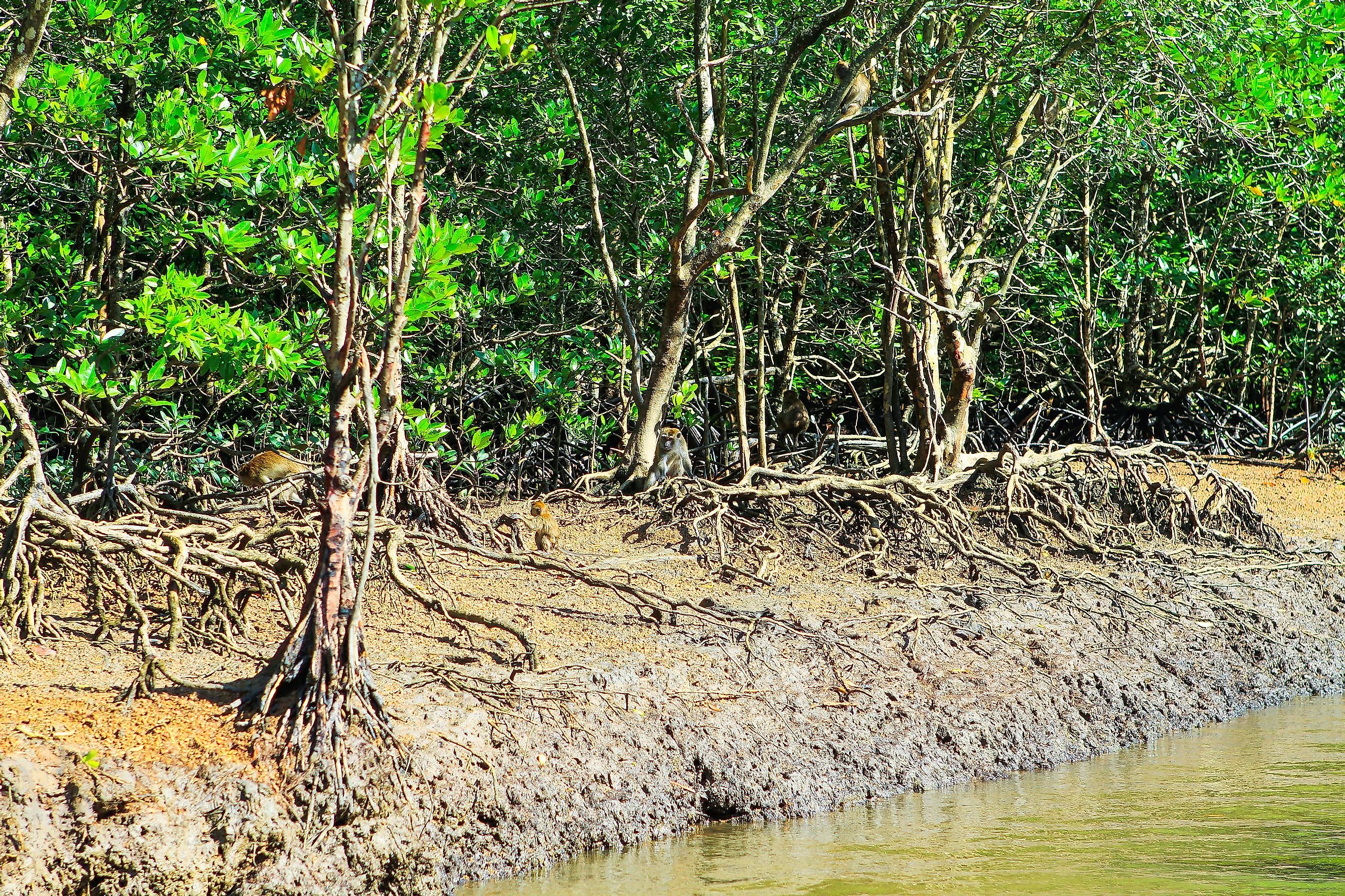 A mangrove system in Malaysia