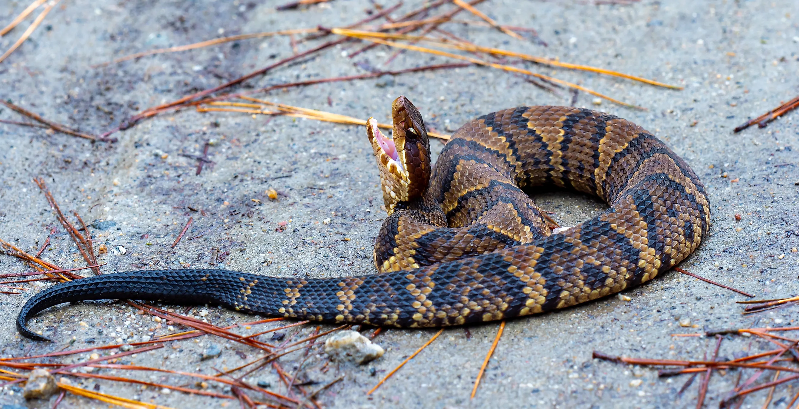 Cottonmouth Juvenile Snake