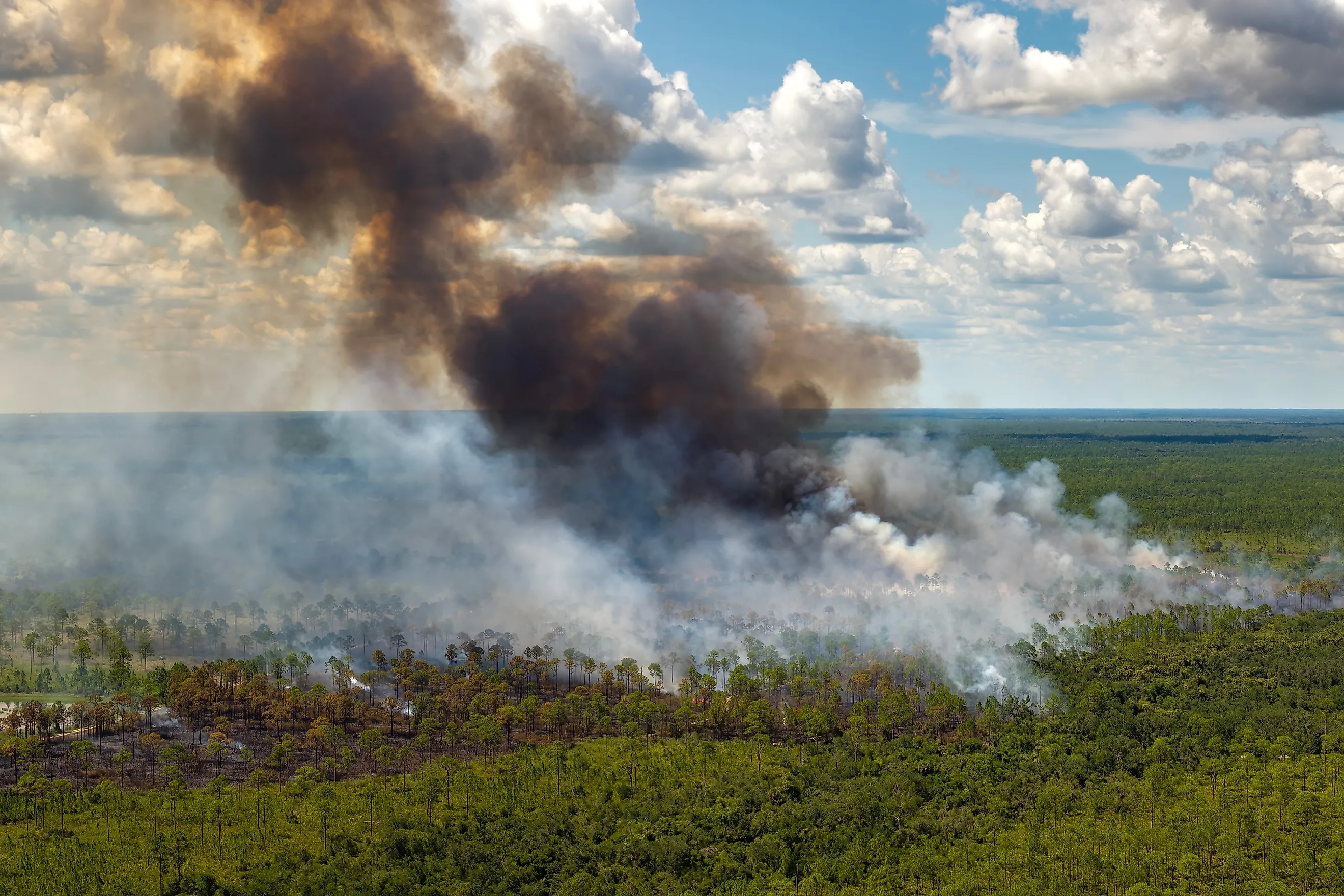 Safe prescribed fire in rural Florida landscape. 