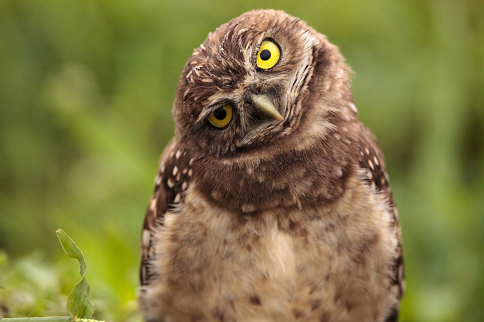 The Three Crticially Endangered Species of Owls - WorldAtlas