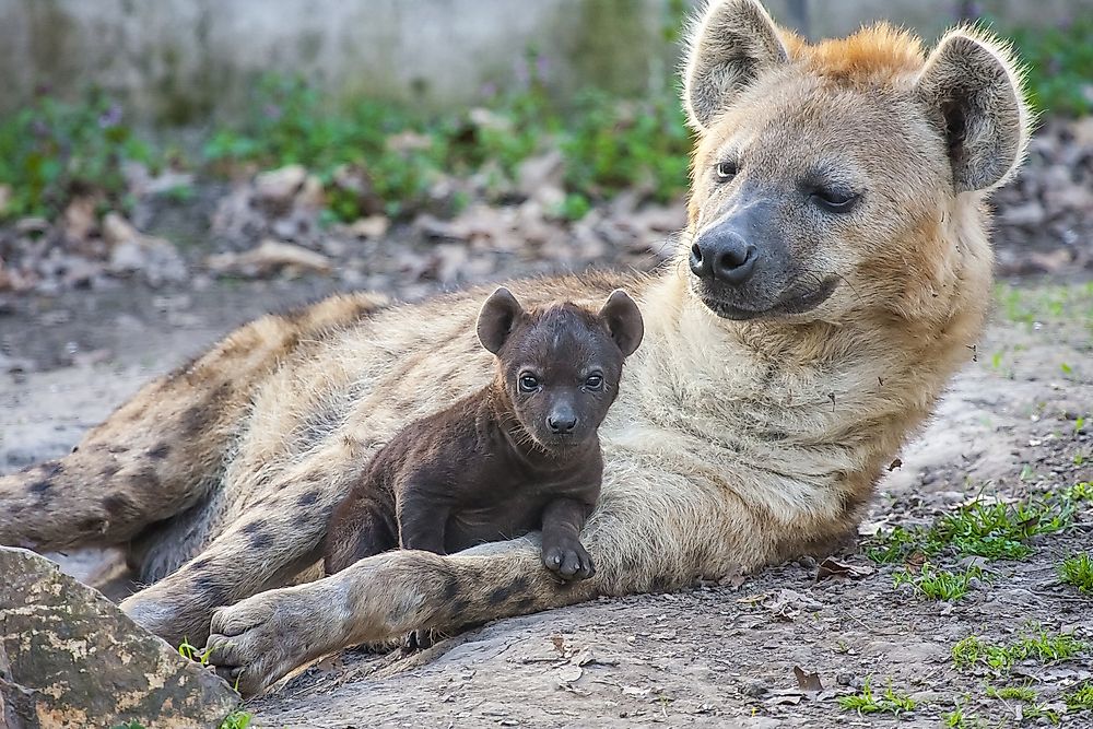 Spotted hyena (Crocuta crocuta) mother and baby resting together