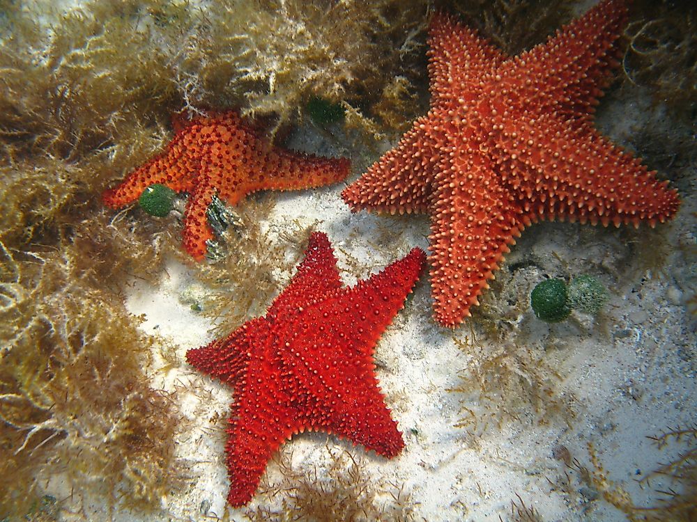 Starfish have upwards of 5 arms, depending on the species.