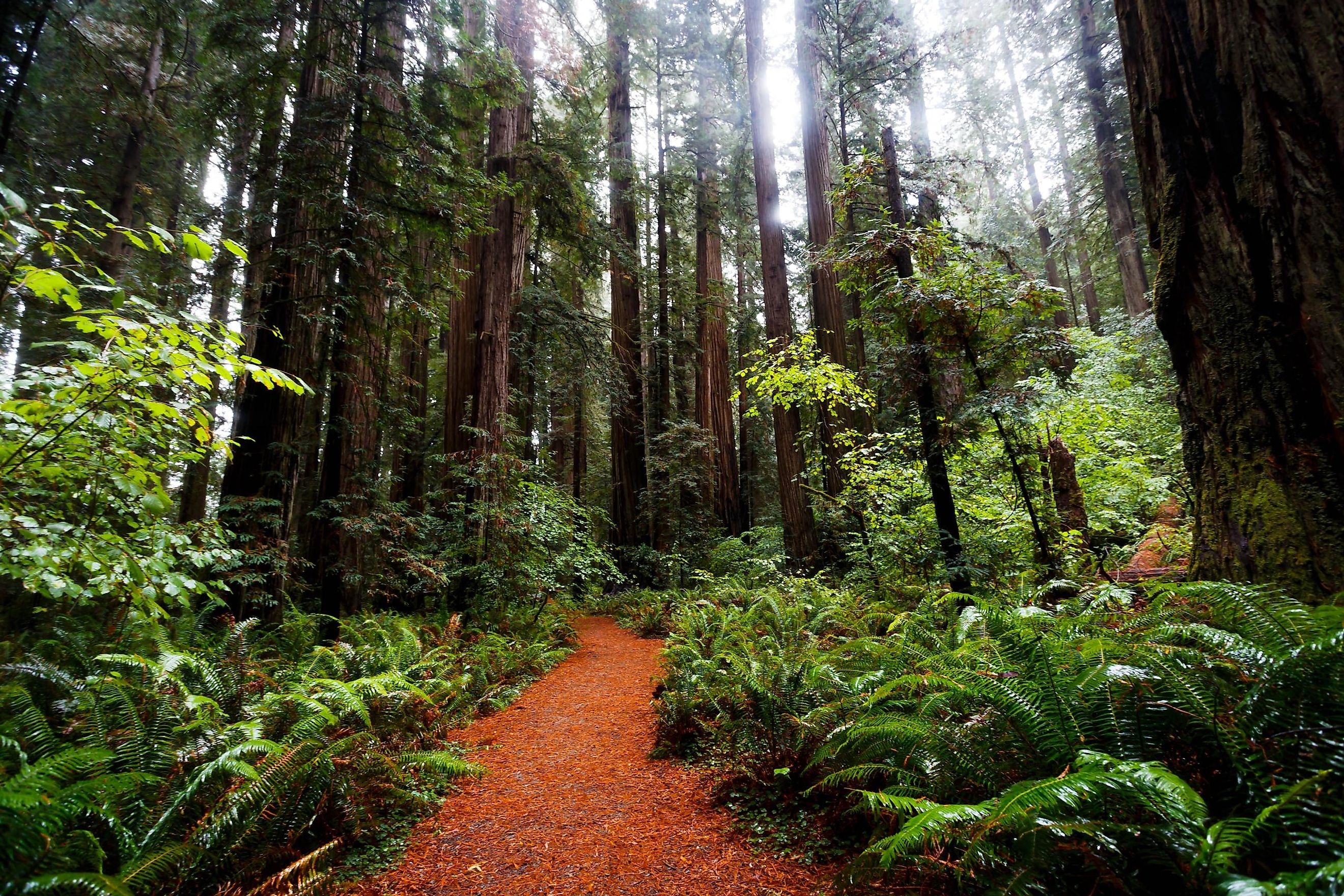 Redwoods in the Redwood National And State Parks, California.