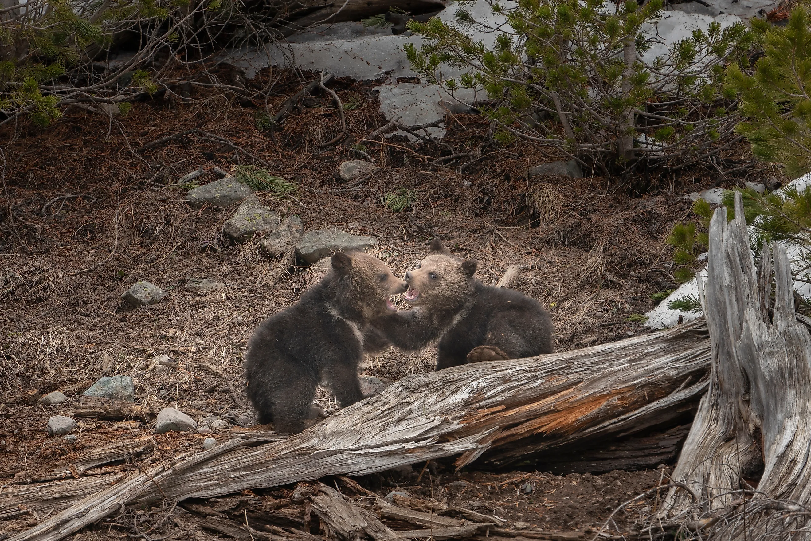 USA, Wyoming, Bridger-Teton National Forest. Grizzly bear cubs playing.