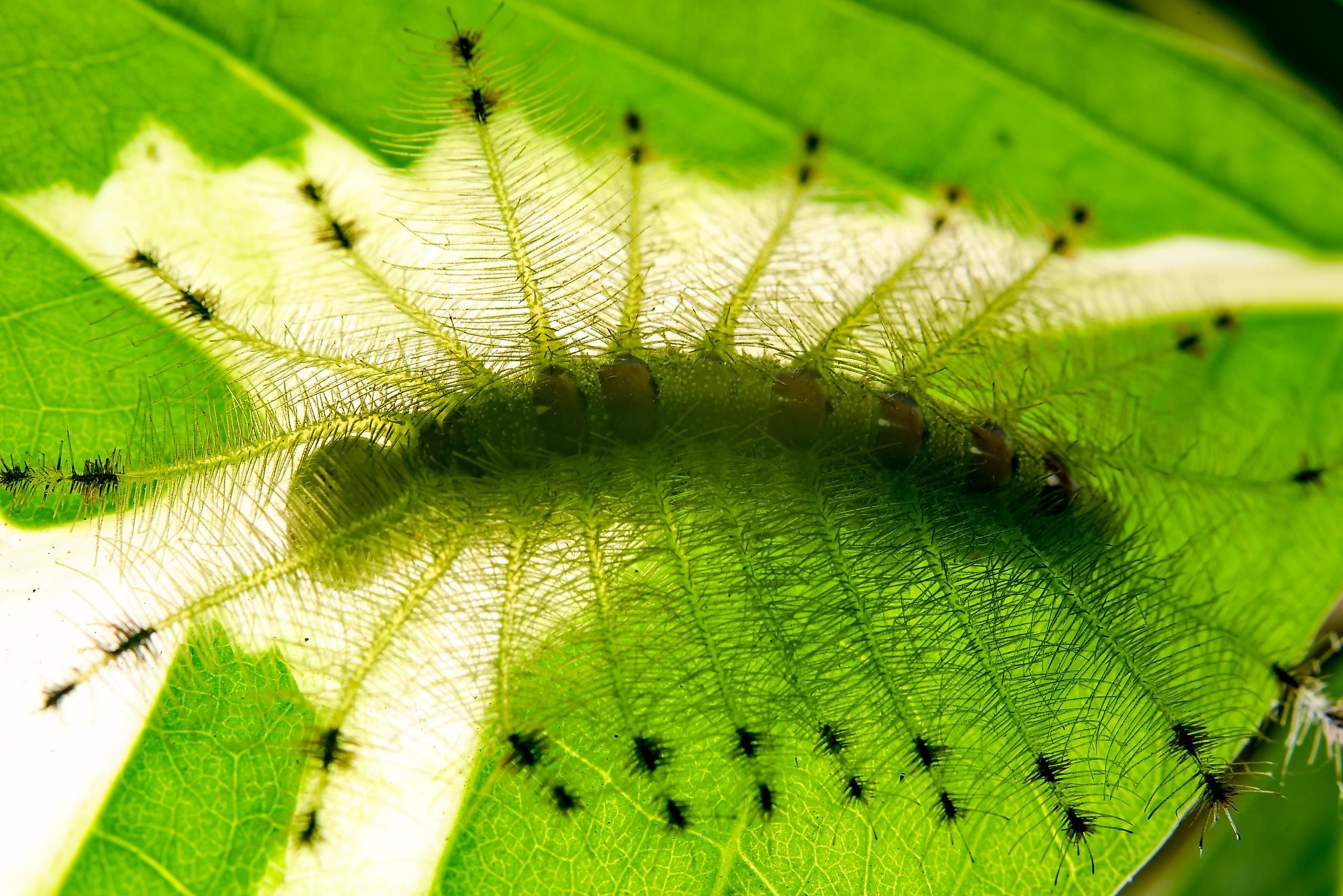 If someone did not say to you that there is a caterpillar on that leaf, you surely would have missed it.