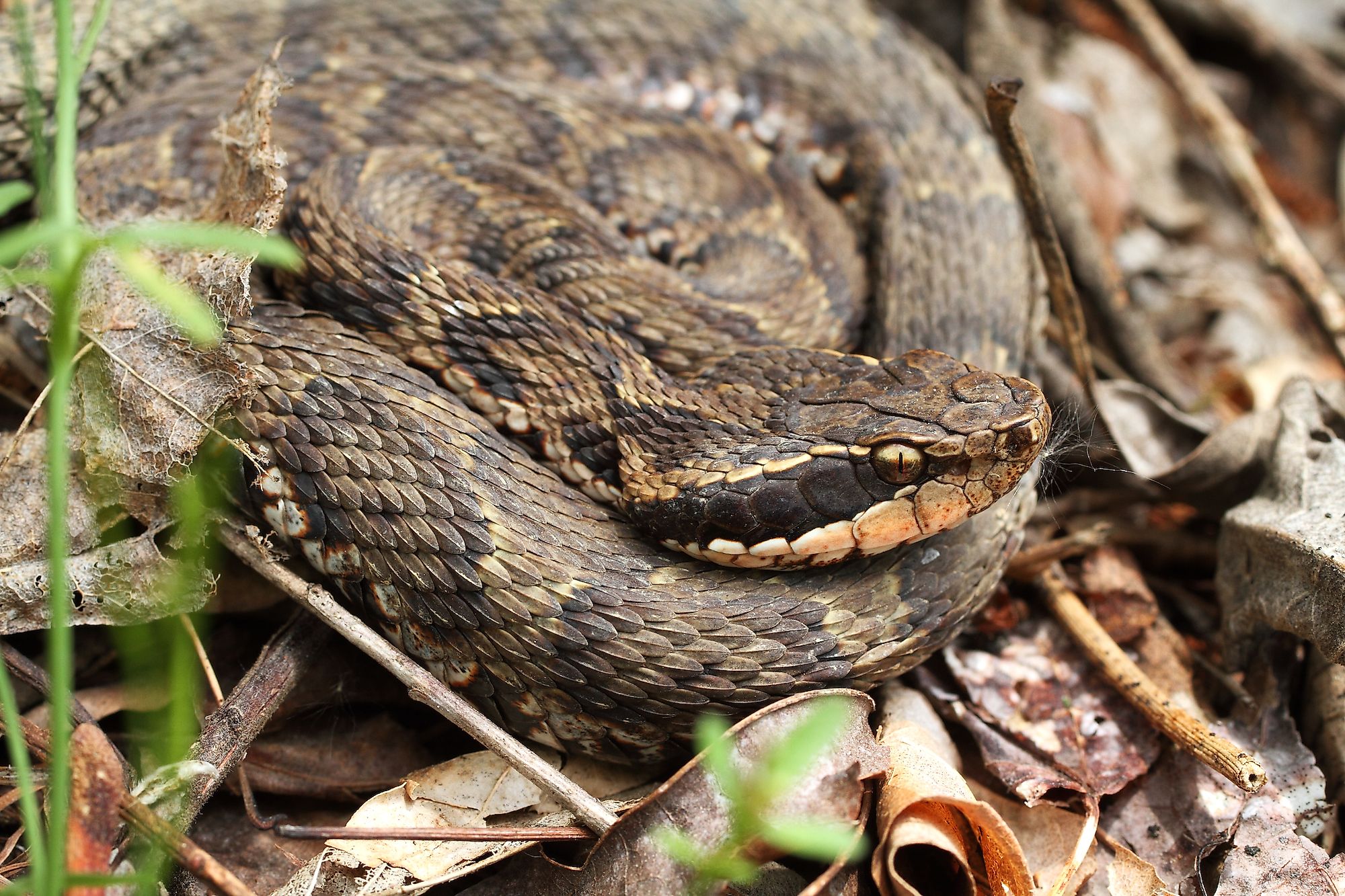 Japanese pit viper or Mamushi. Image credit: 23frogger/Shutterstock.com