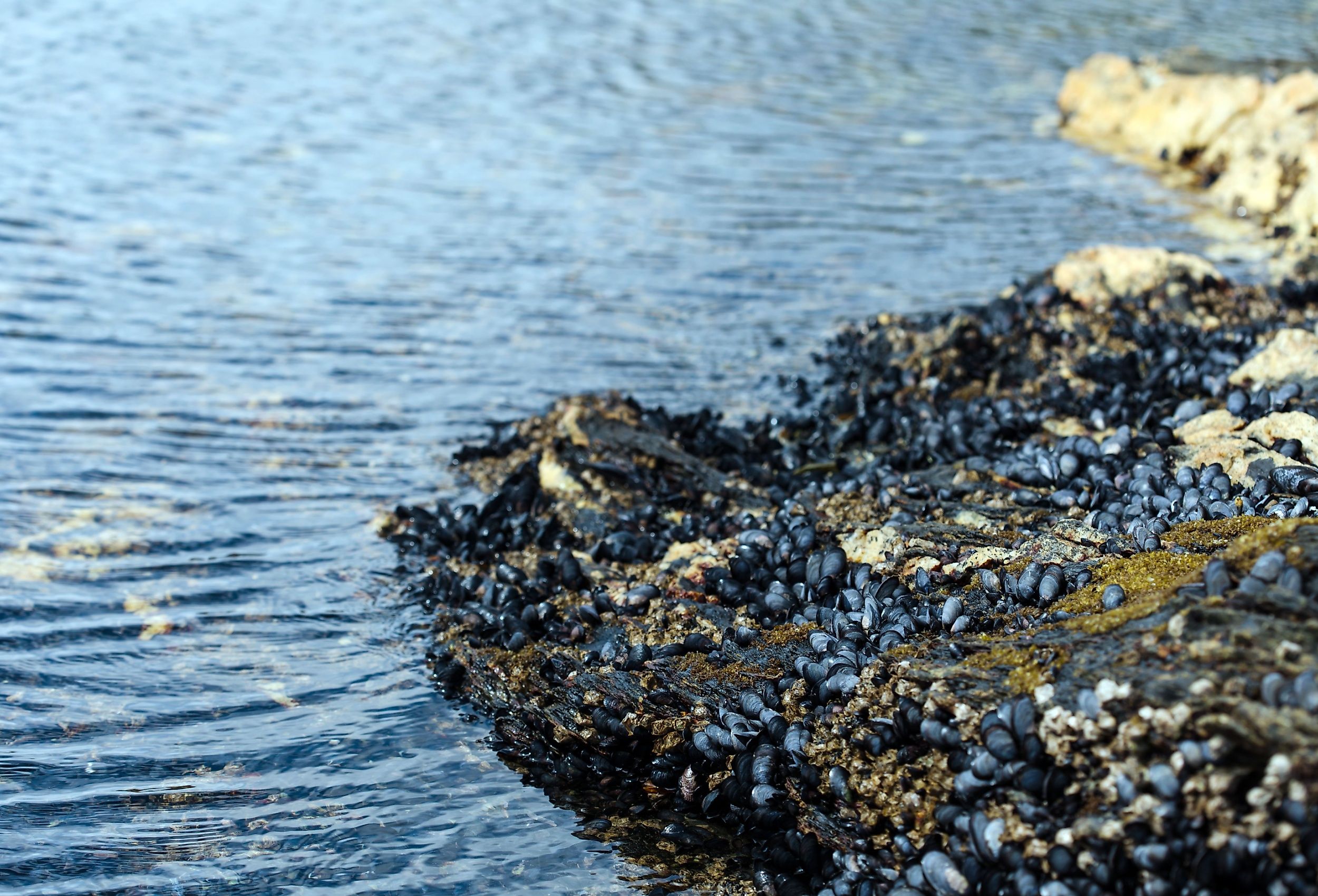 Mollusks attached to rocks on a pebbly lakeshore.