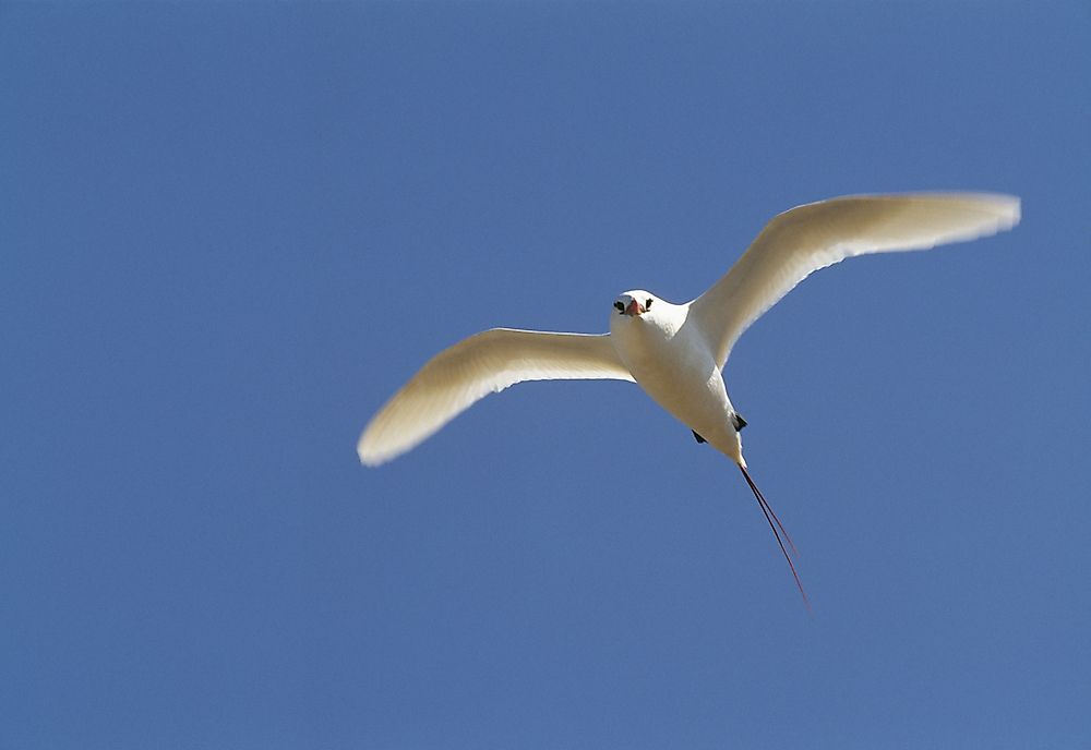 A red-tailed tropicbird.