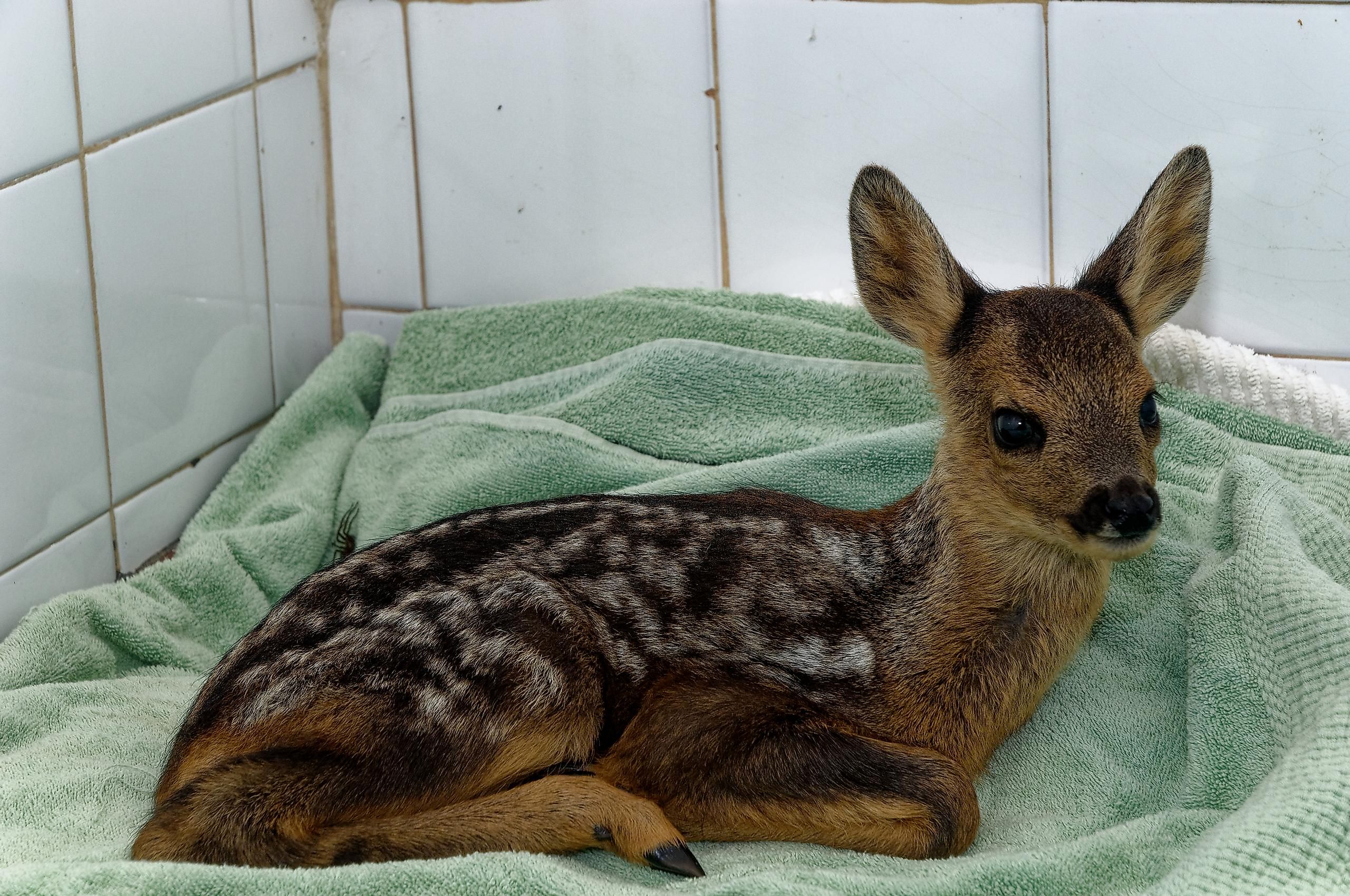 You can even try to adopt an animal from wildlife, but not to keep it as a pet, rather fund its existence.