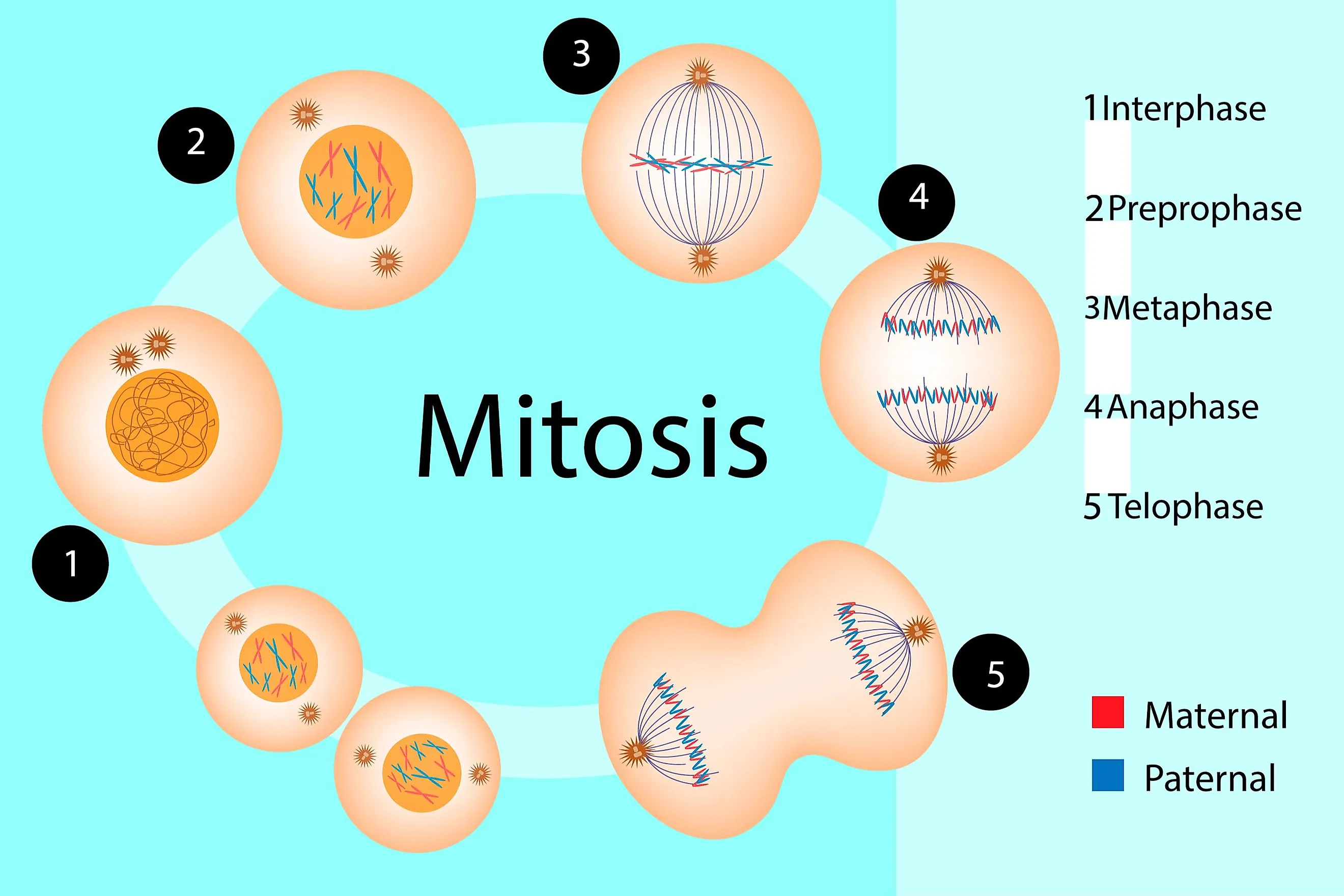 Differences Between Mitosis And Meiosis - WorldAtlas