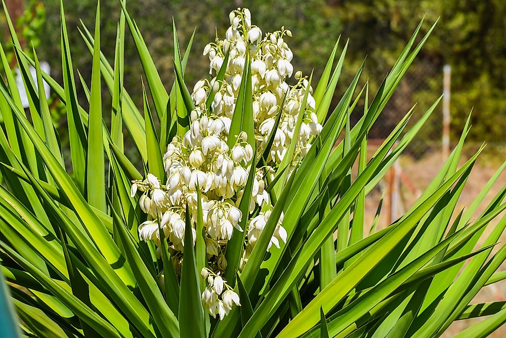 The yucca flowers.