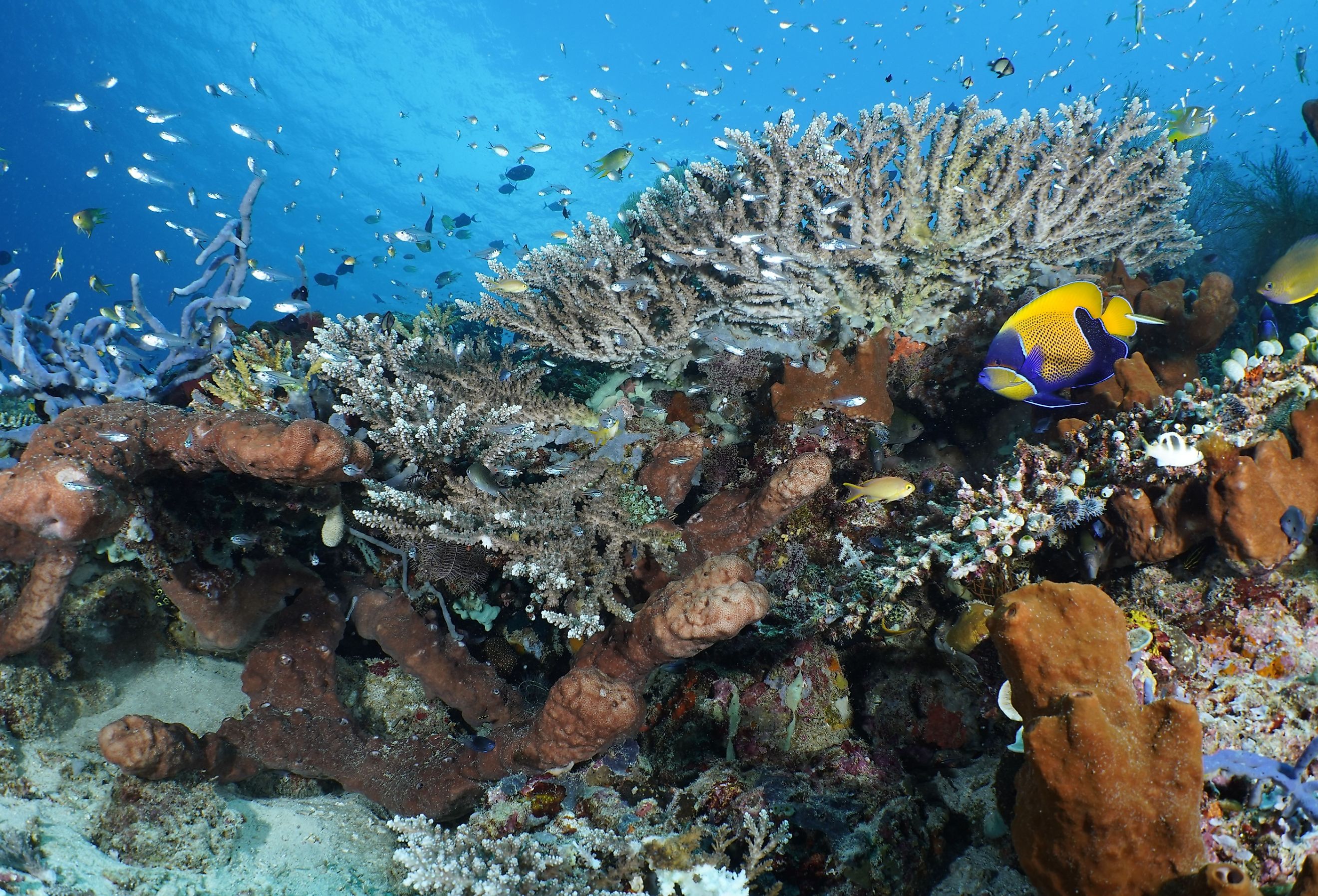 Coral reef of Menjangan Island, West Bali National Park.