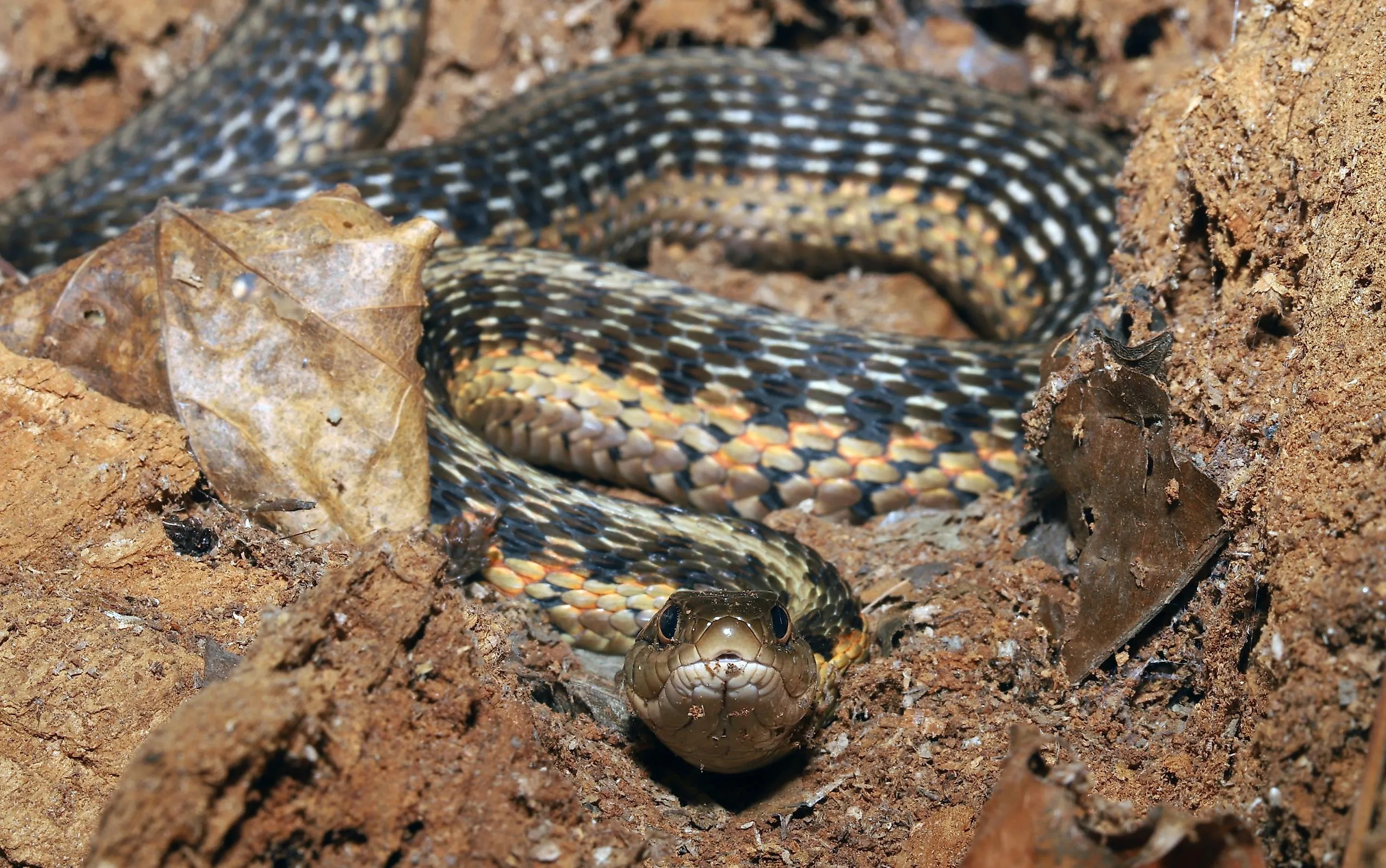 Common garter snake resting in an "S" shaped coil inside a large log.