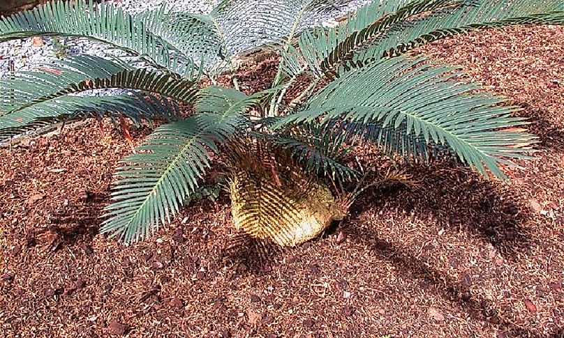 A specimen of Cycas campestris.